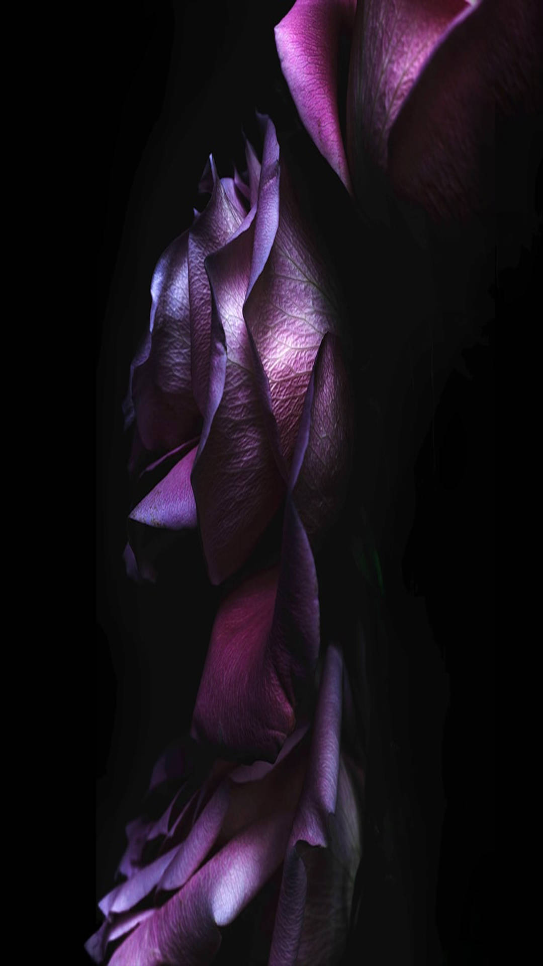 Purple Petals iOS Default, deep purple rose, velvety petals, Full HD Phone Wallpaper