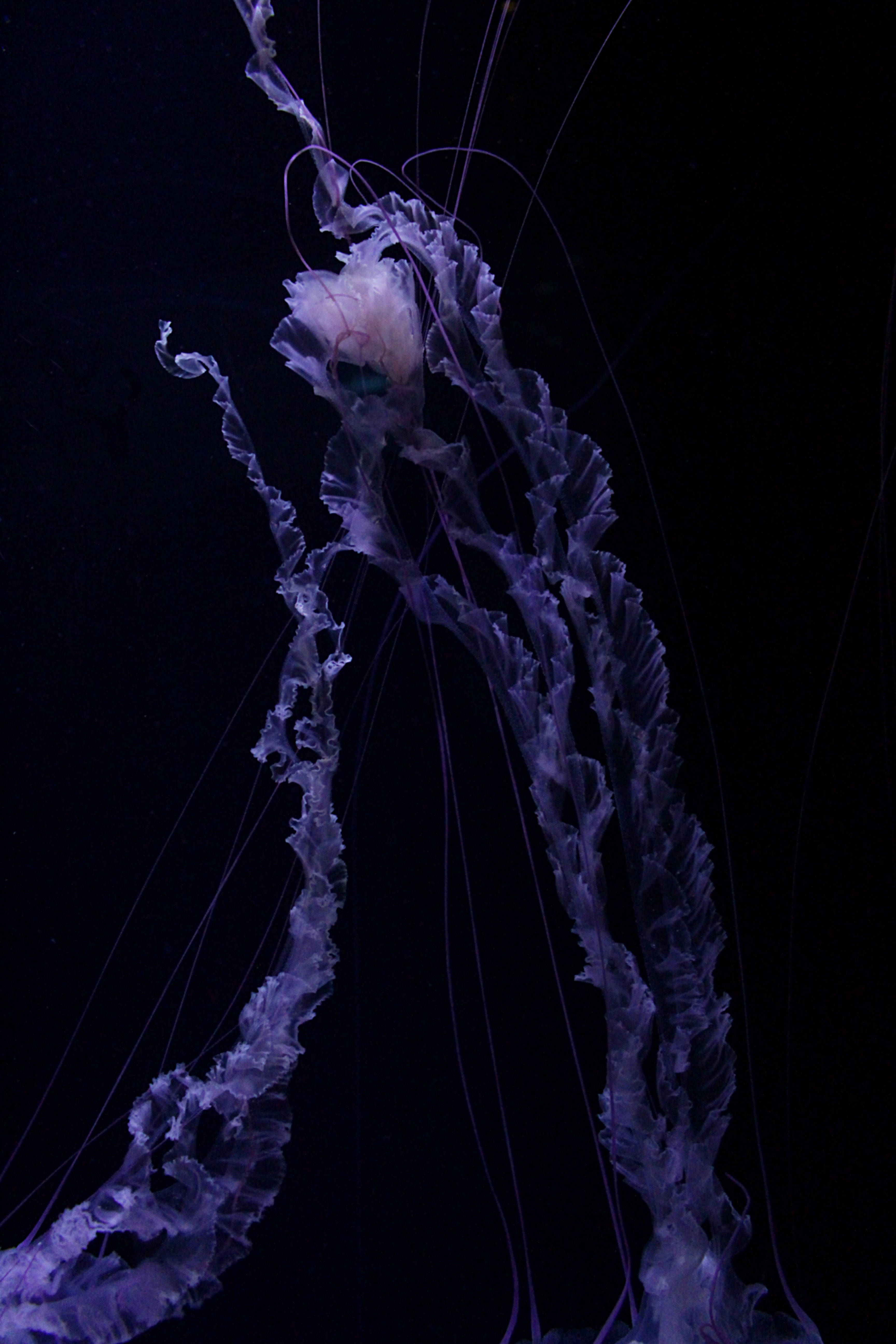 Jellyfish, translucent purple, delicate frilly tentacles, 5K Phone Wallpaper