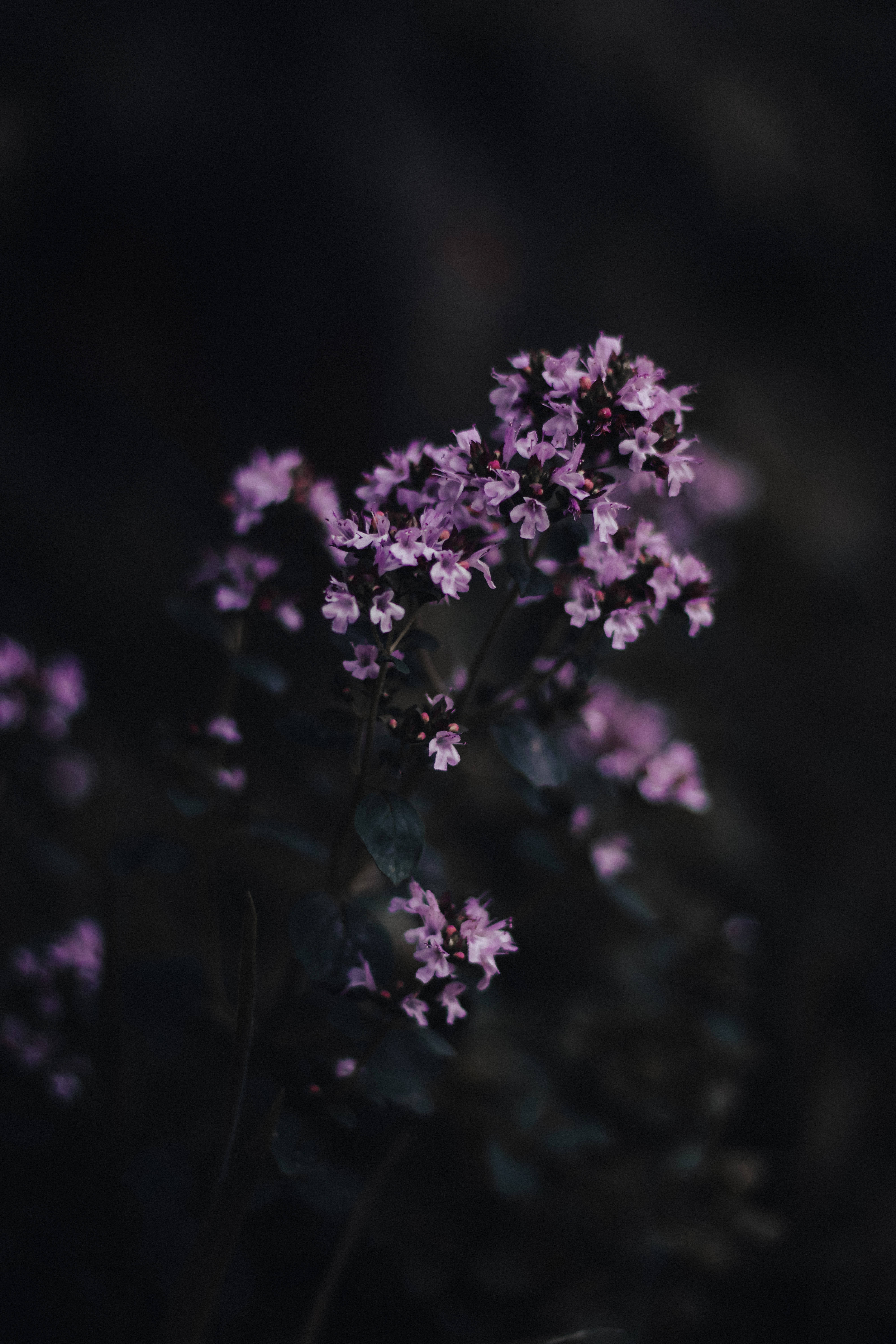 Blooming Flowers, black and purple phone, purple flowers, 5K Phone Wallpaper