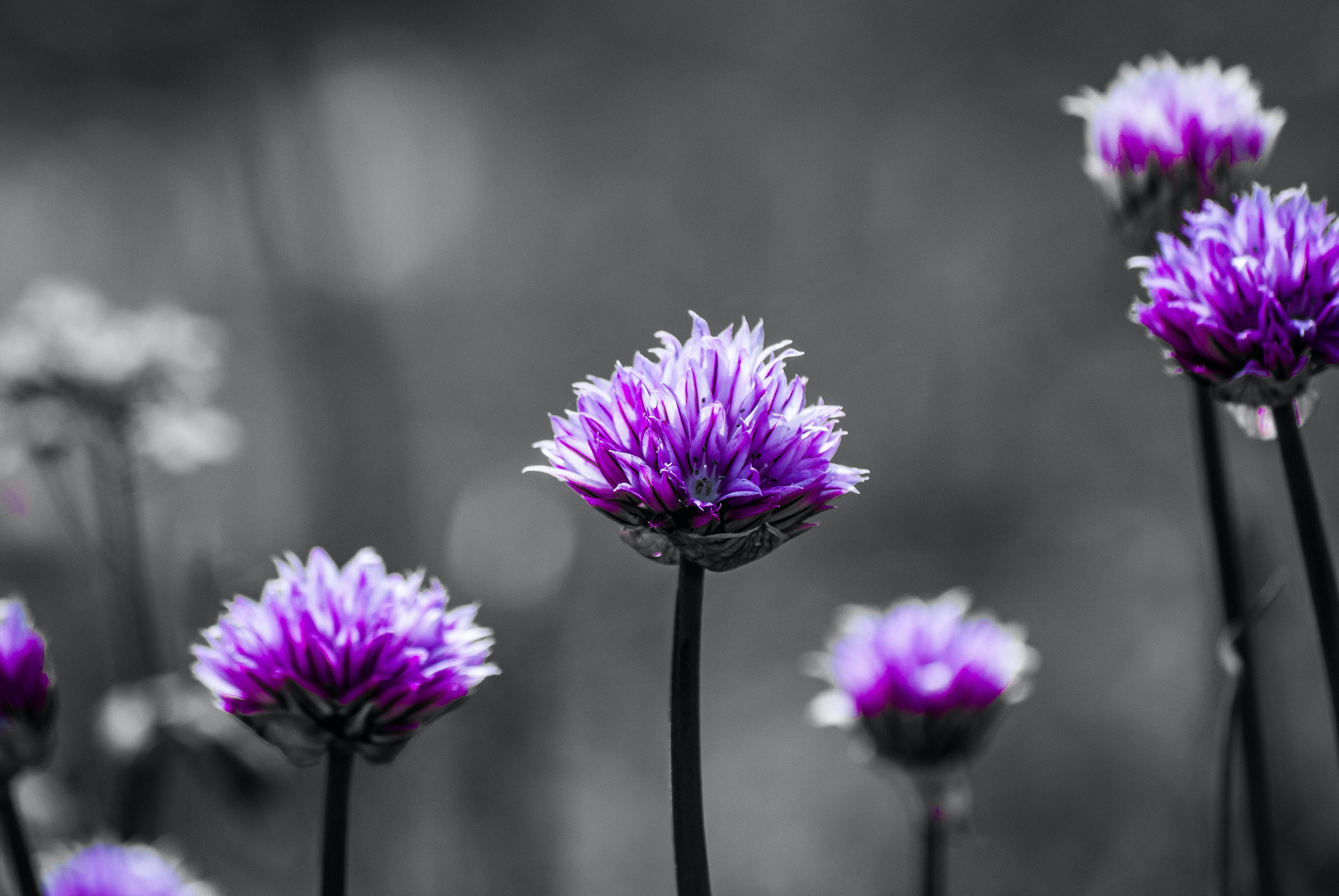 purple chive flowers, soft monochrome blurred garden background, selective color, 4K Desktop Wallpaper