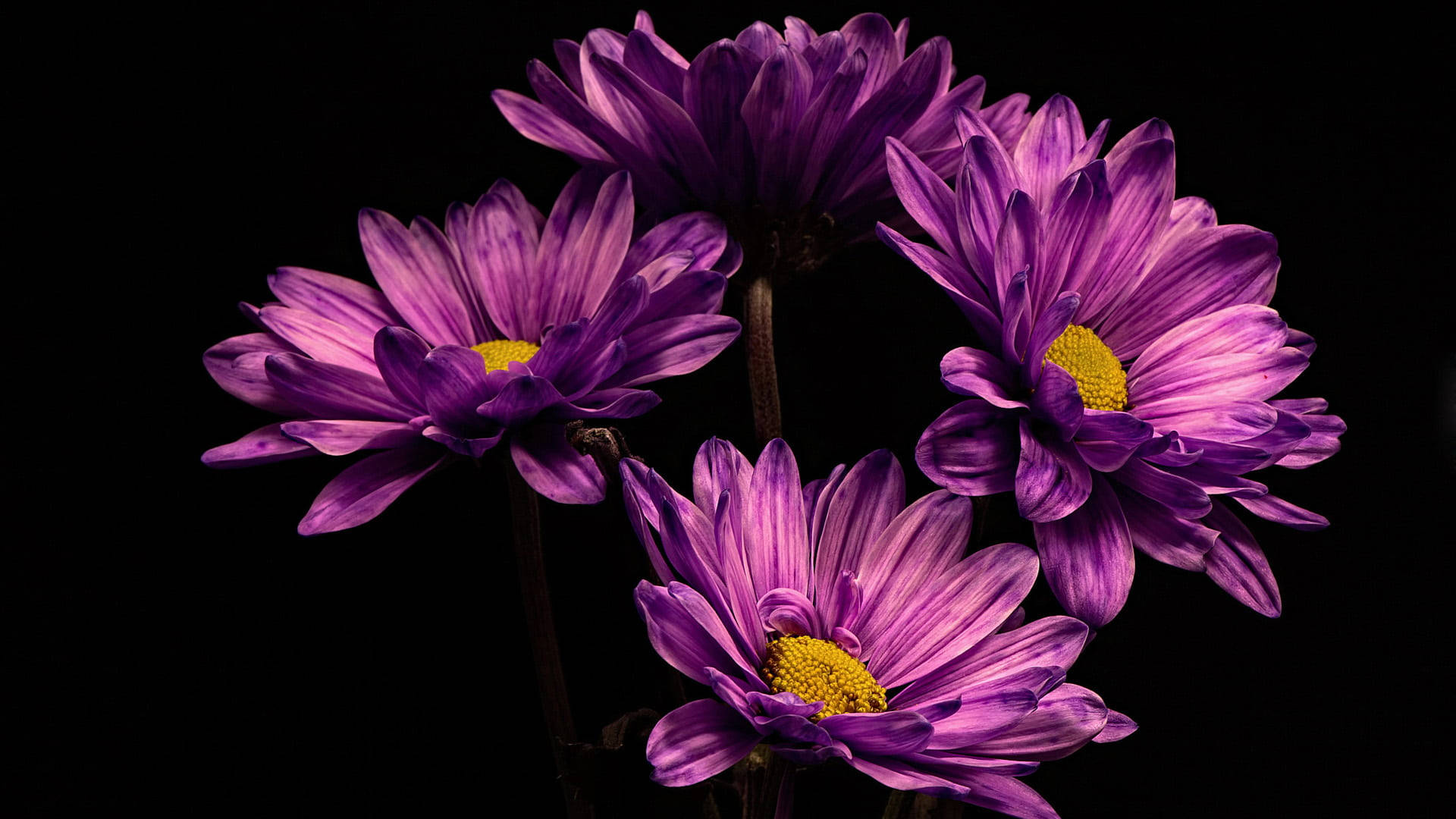 black background, vibrant purple daisies, yellow centers, Full HD Desktop Wallpaper