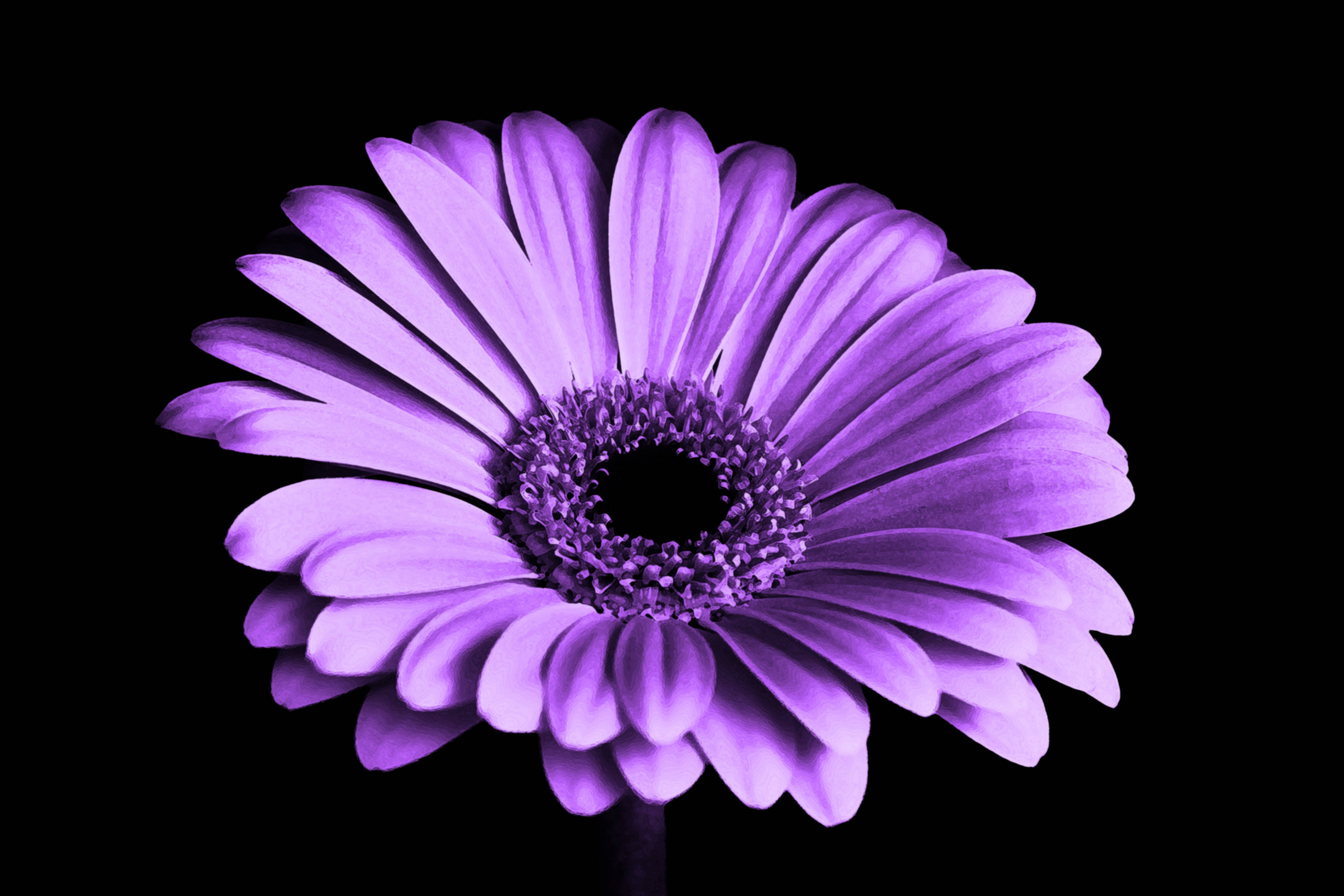 Black And Purple Flower, vibrant purple gerbera daisy, delicate petals, 5K Desktop Wallpaper
