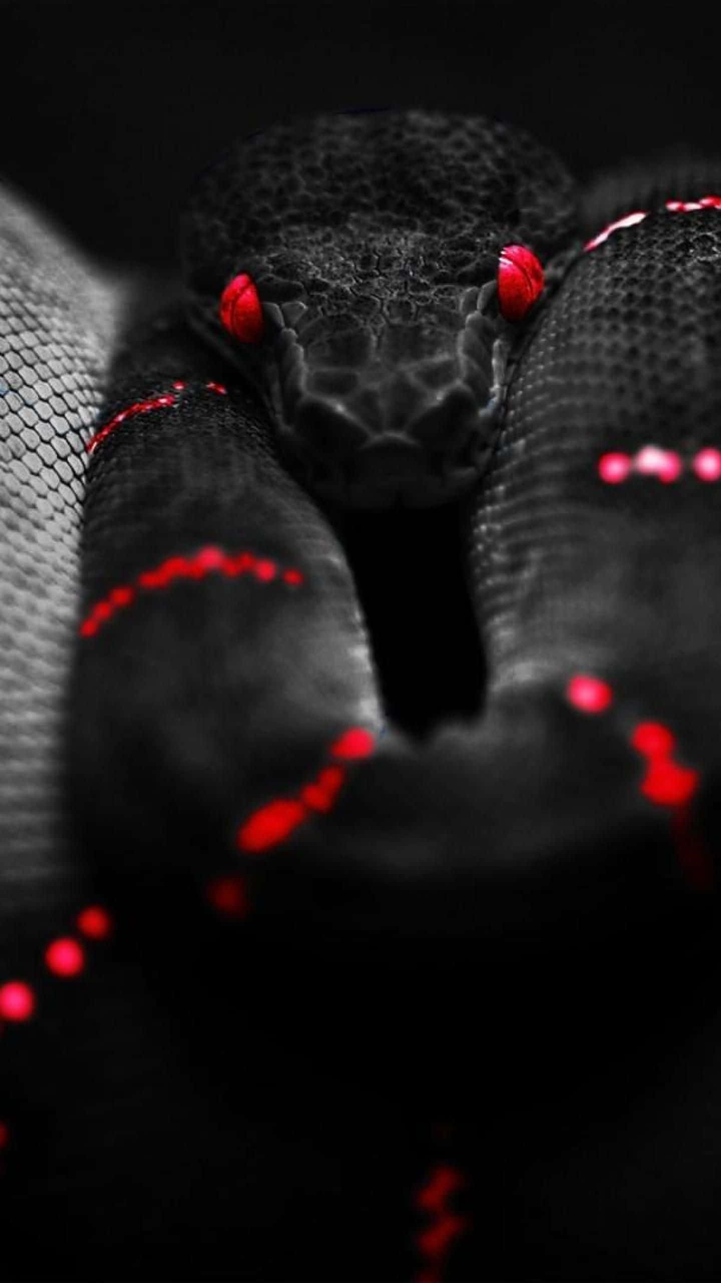 Black And Red Aesthetic, black snake, glowing red eyes, 2K Phone Wallpaper