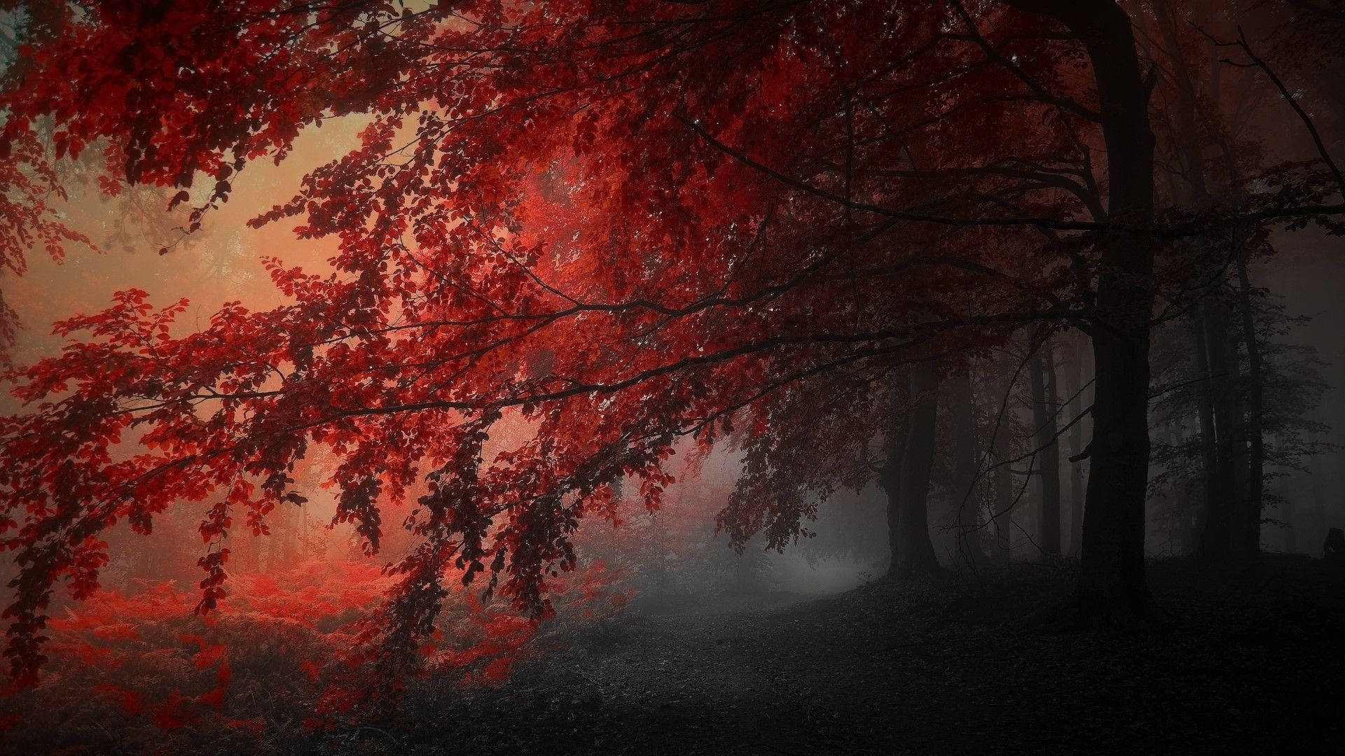 Black And Red Tree, autumn, misty forest, Full HD Desktop Wallpaper