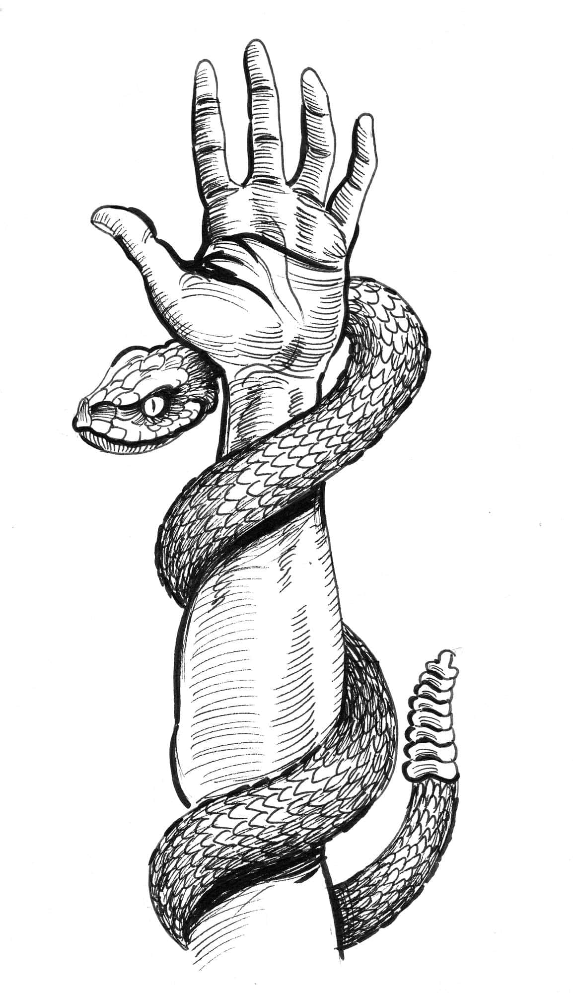 black and white line drawing, snake, human arm, Full HD Phone Wallpaper