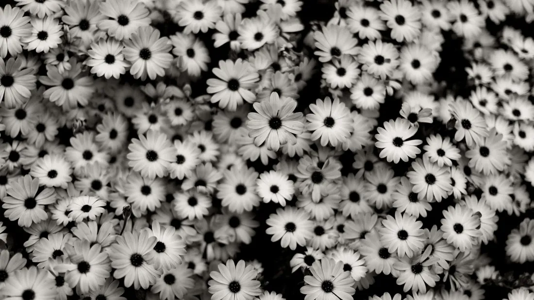 Black And White Aesthetic Flower
