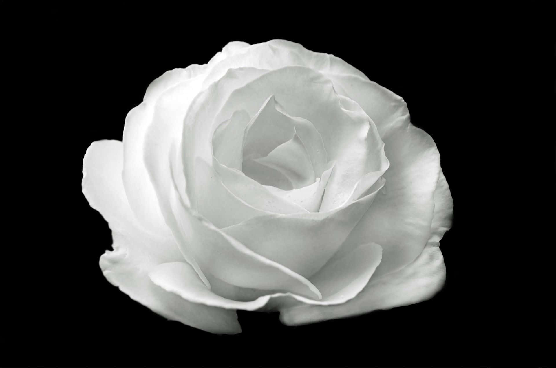 white rose, stark black background, delicate petals, Full HD Desktop Wallpaper