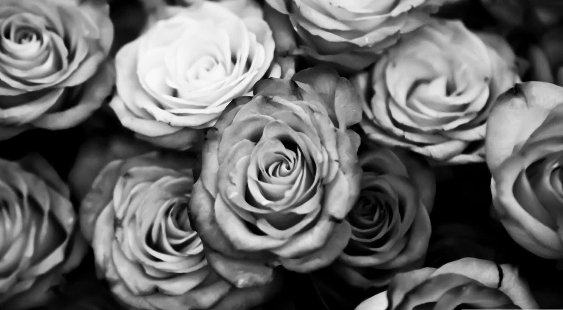 Black And White Aesthetic Rose Flower, monochrome, lush roses, Full HD Desktop Wallpaper