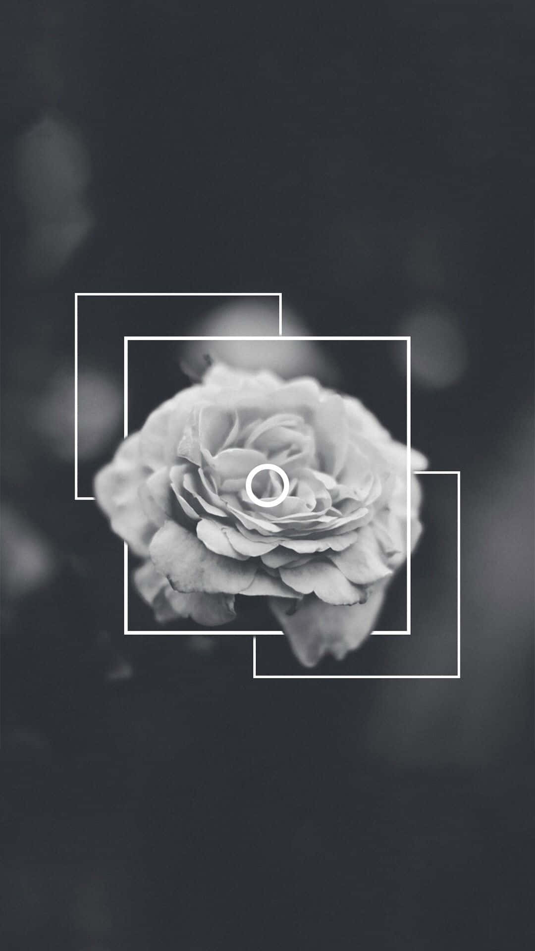 Black And White Aesthetic Flower, monochrome rose, layered white geometric frames, Full HD Phone Wallpaper