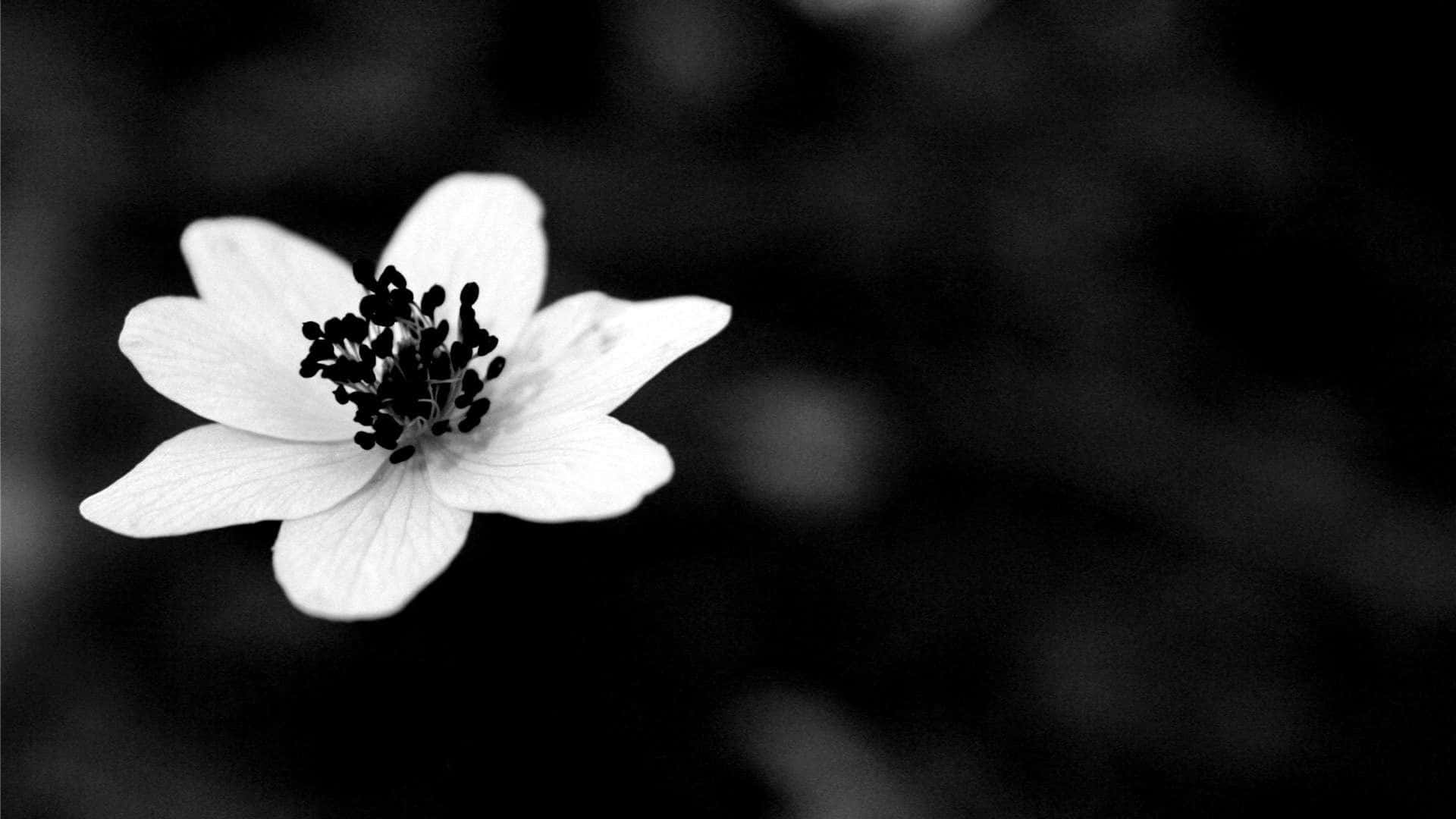 black and white aesthetic flower, white flower, dark center, Full HD Desktop Wallpaper