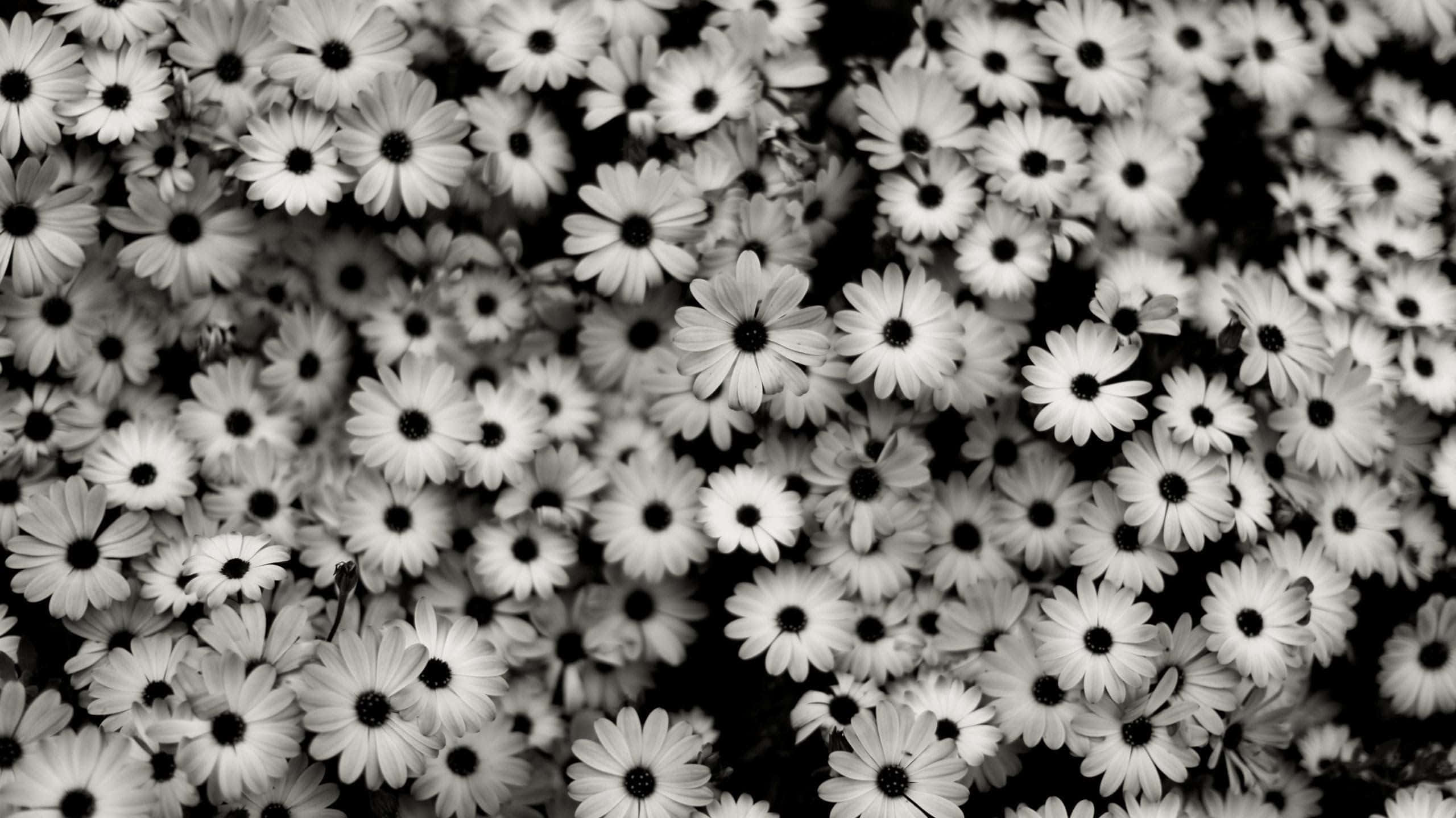 daisies, black centers, white petals, 2K Desktop Wallpaper