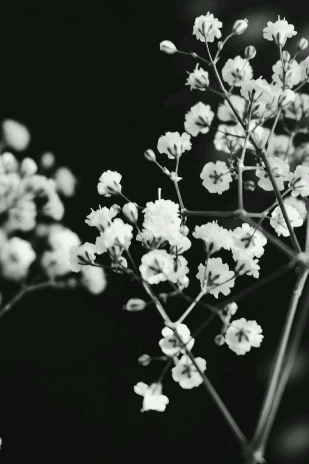 Baby's Breath Flower, black and white, high contrast, HD Phone Wallpaper