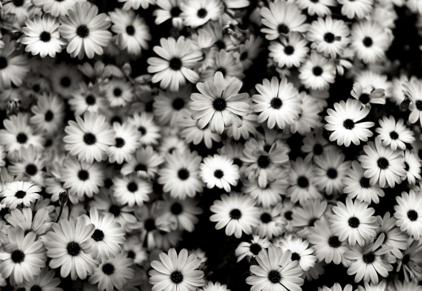 Black And White Aesthetic Daisy Flower, daisies, stark white petals, HD Desktop Wallpaper