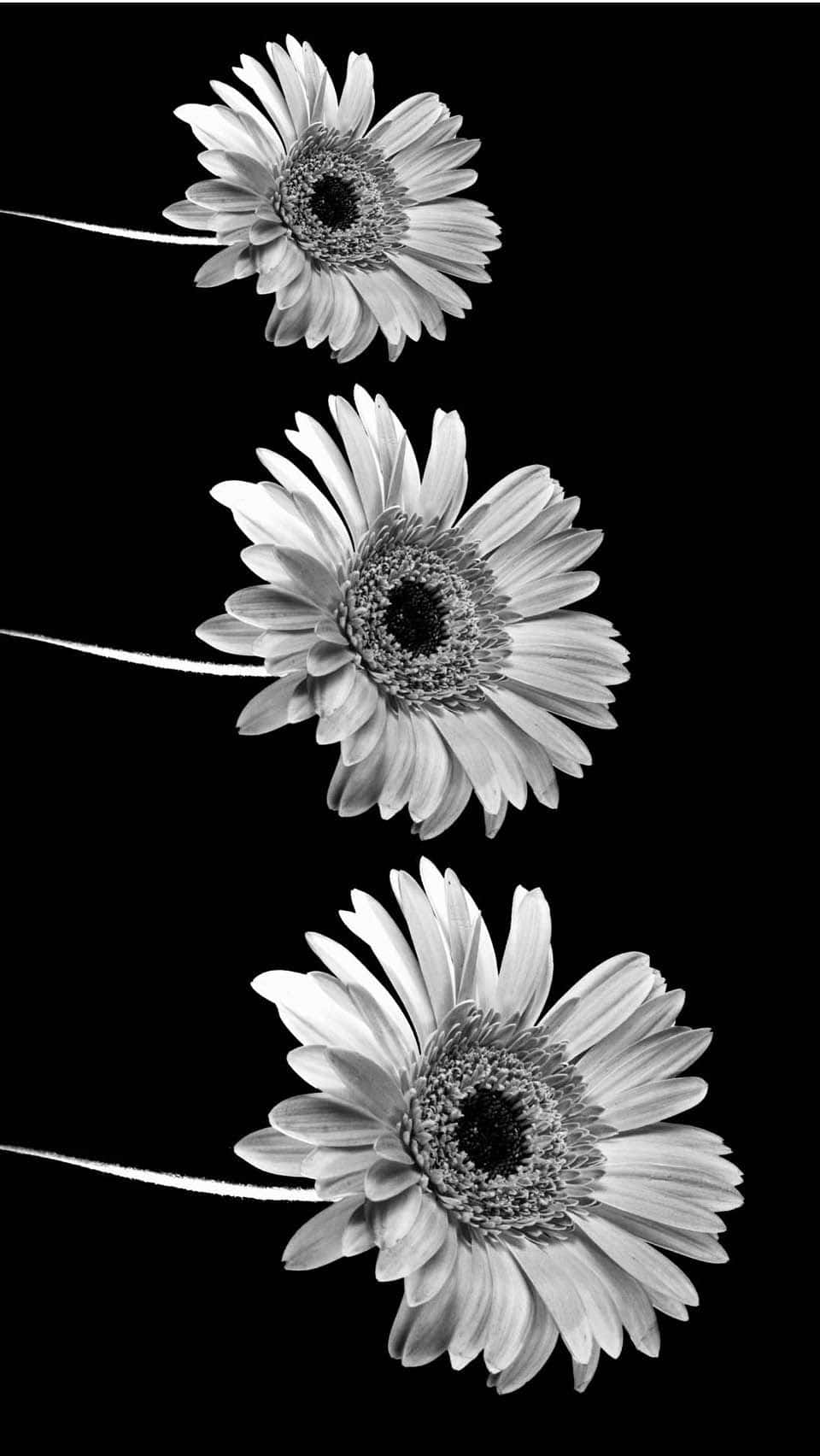 gerbera daisies, stark black background, high-contrast monochrome, HD Phone Wallpaper