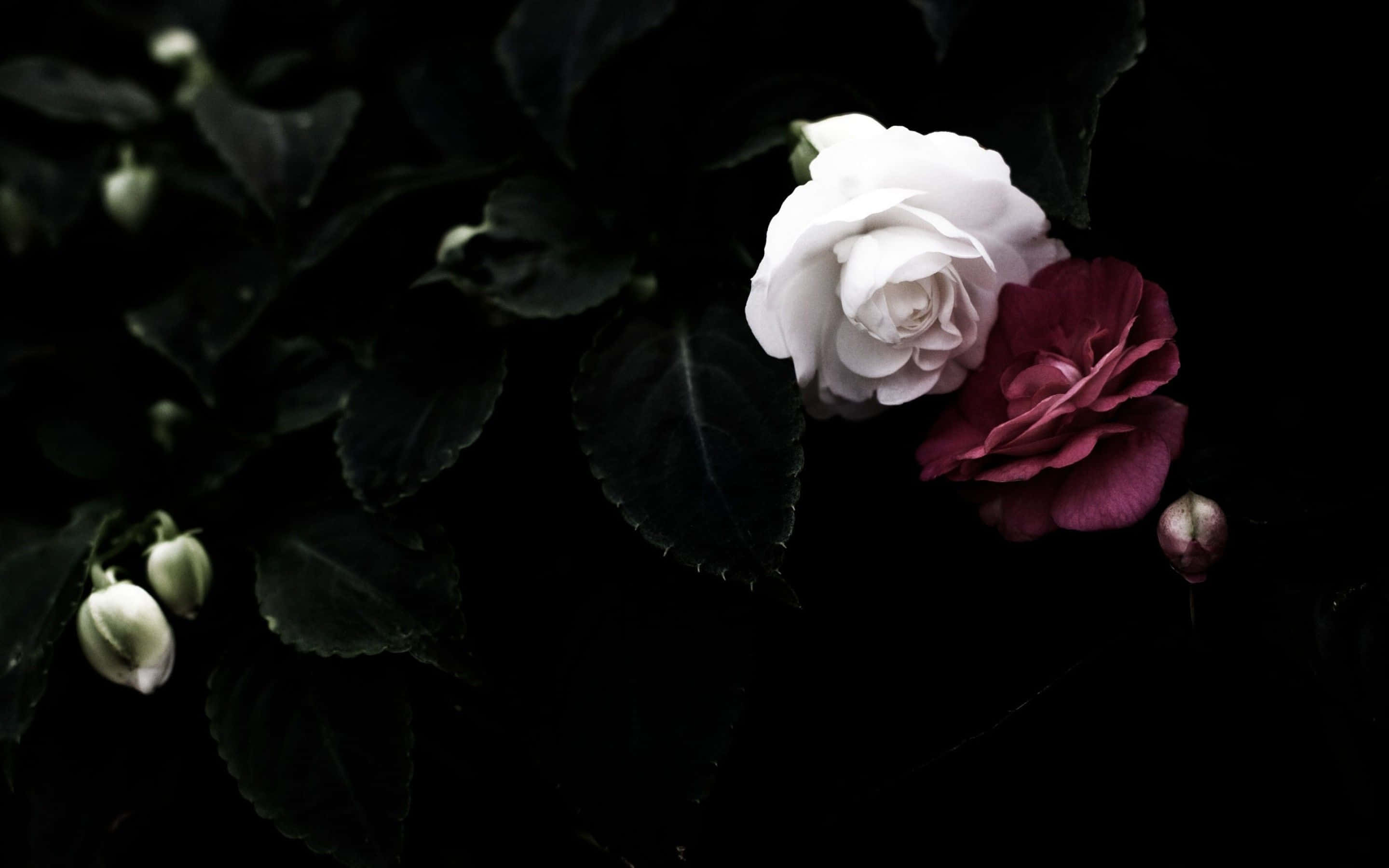 black and white aesthetic pc, white and deep red rose bloom, dark foliage, 2K Desktop Wallpaper