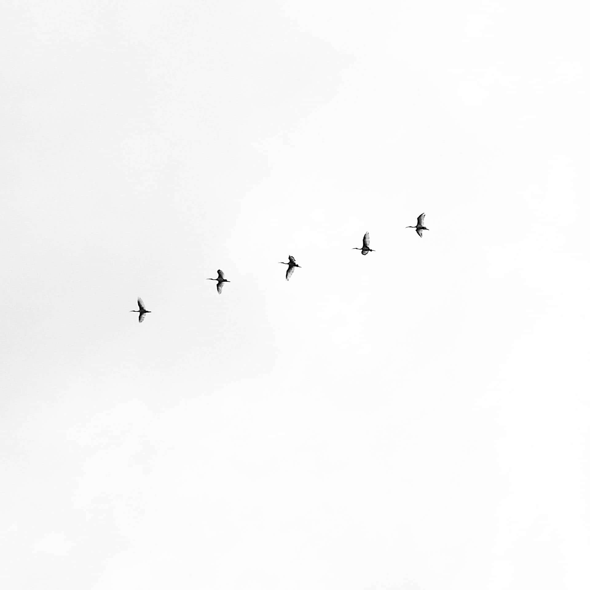 black & white aesthetic, five birds, diagonal line, Full HD Desktop Wallpaper