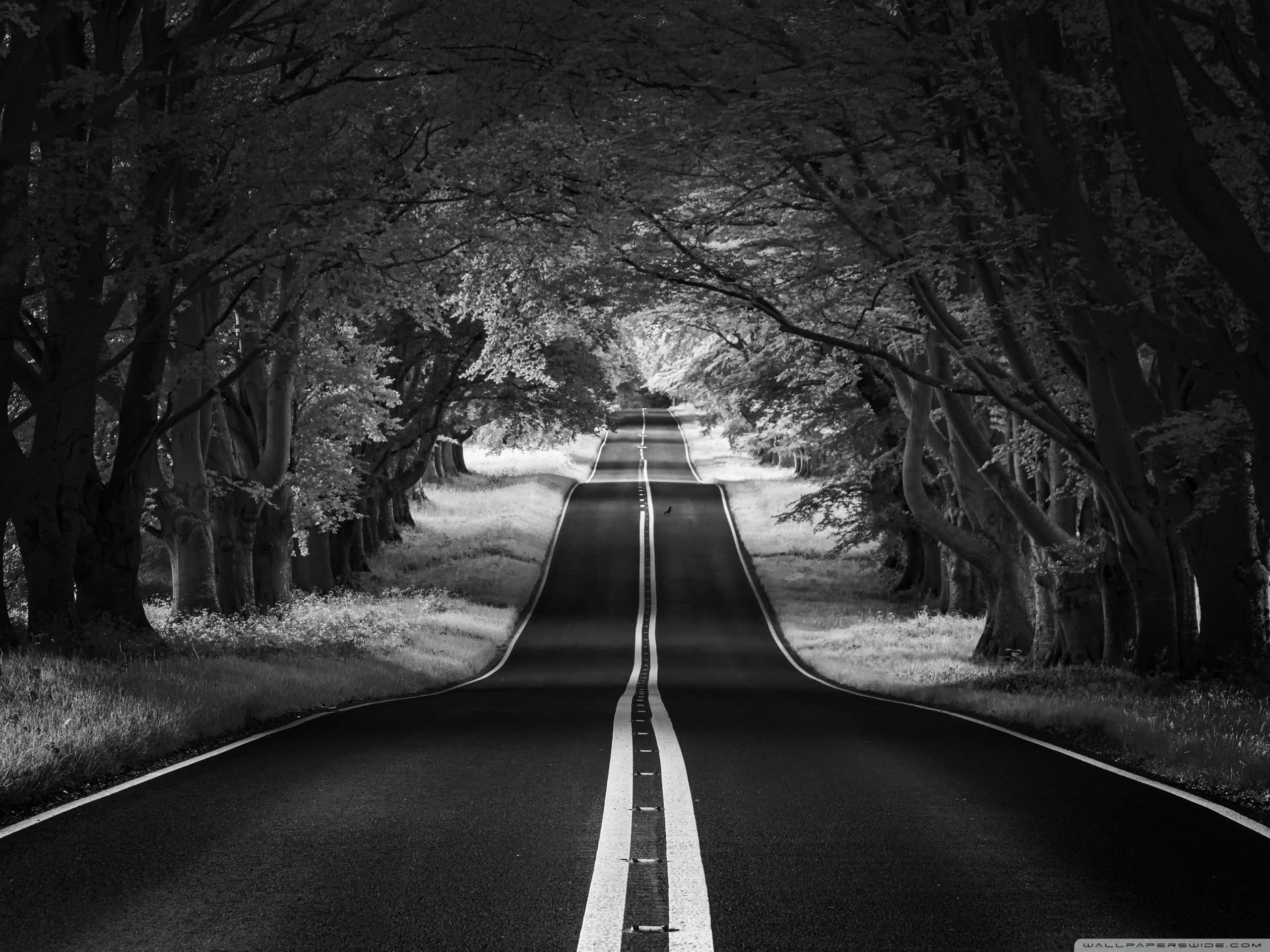 black and white aesthetic pc, black and white road, tunnel of leafy trees, 2K Desktop Wallpaper
