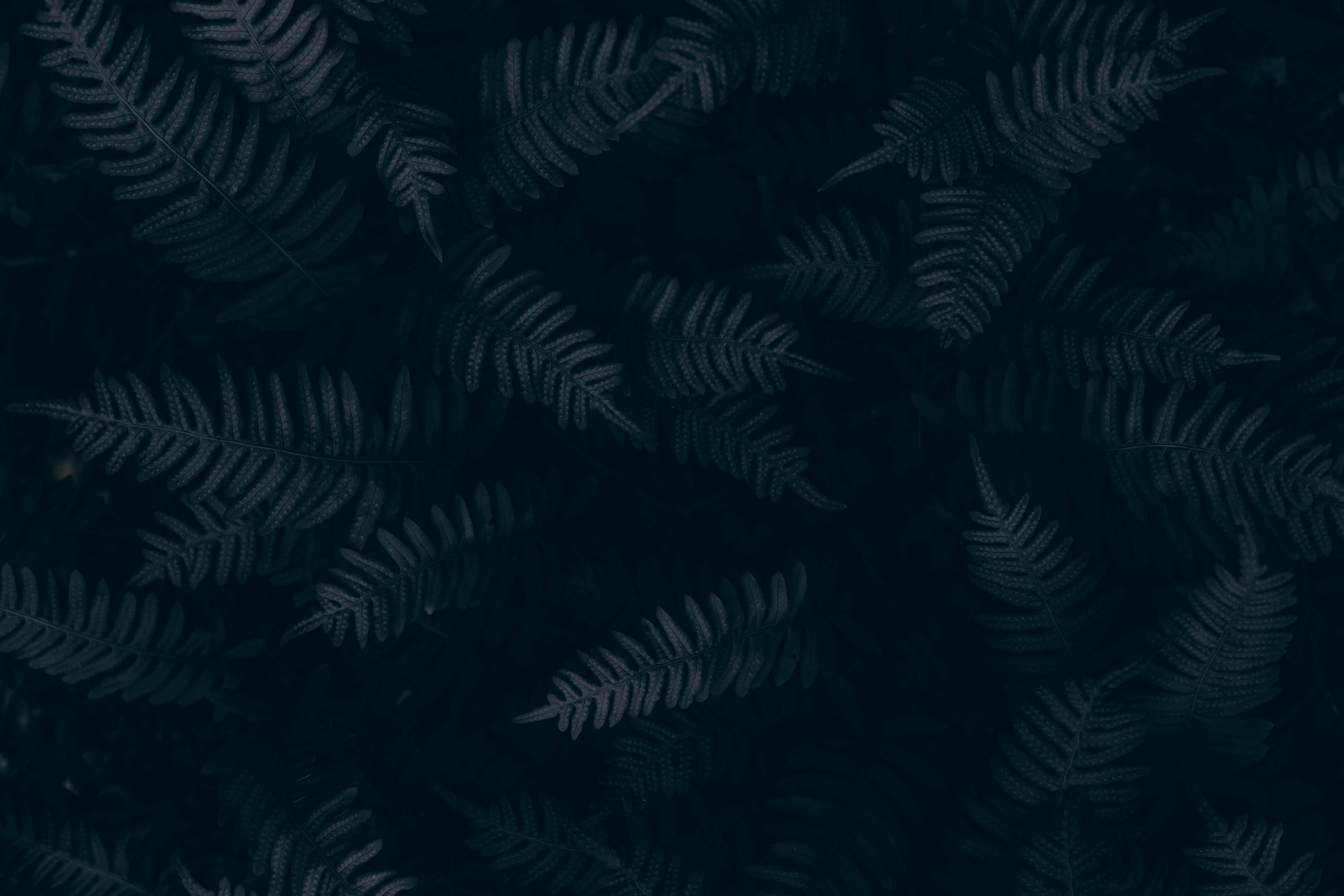 Black And White Aesthetic Pc, dark teal fern fronds, dense organic pattern, 5K Desktop Wallpaper