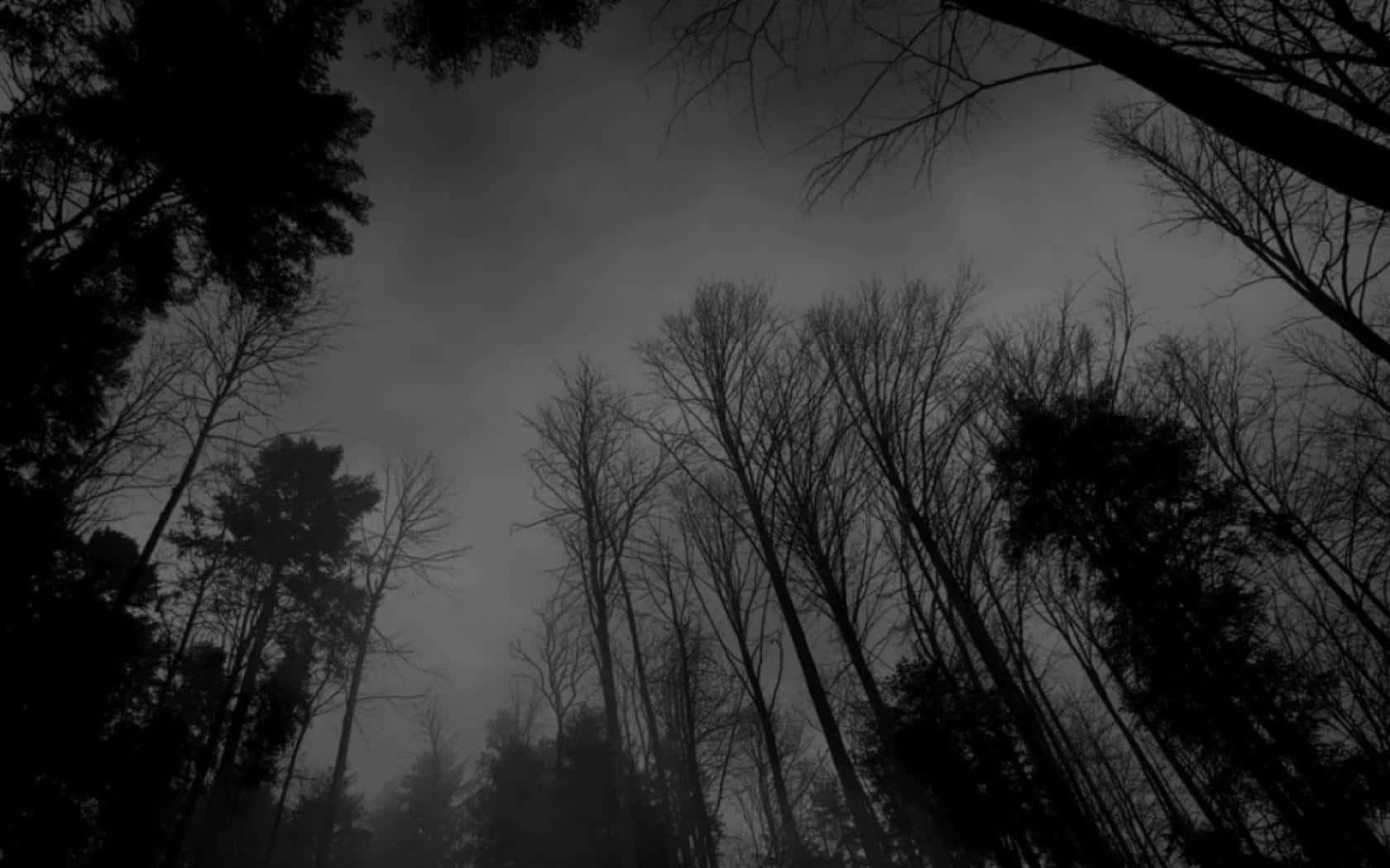 Monochrome Modernity, silhouetted trees, misty gray sky, HD Desktop Wallpaper
