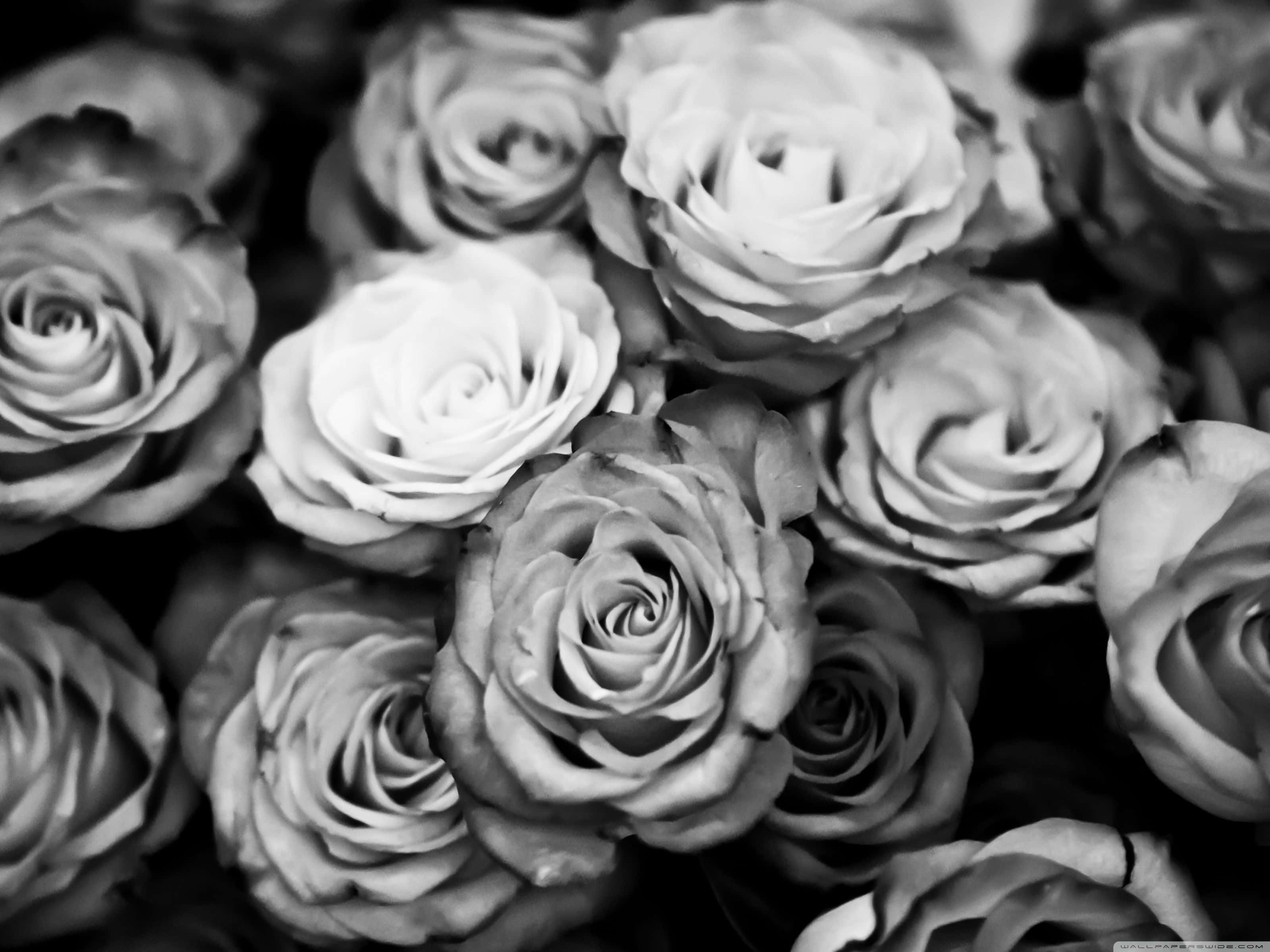 Black And White Aesthetic Pc, roses, petal layers, 2K Desktop Wallpaper