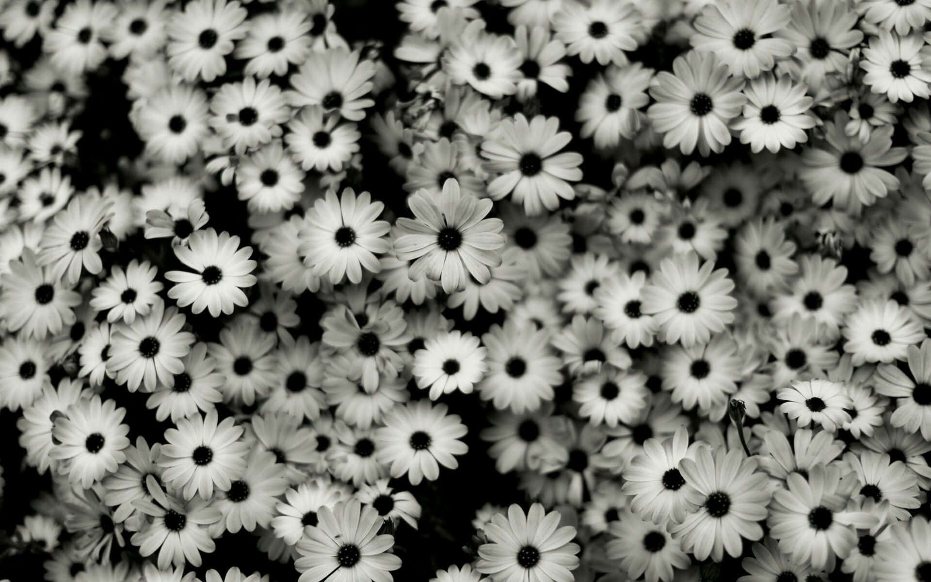 daisies, white petals, dark centers, Full HD Desktop Wallpaper