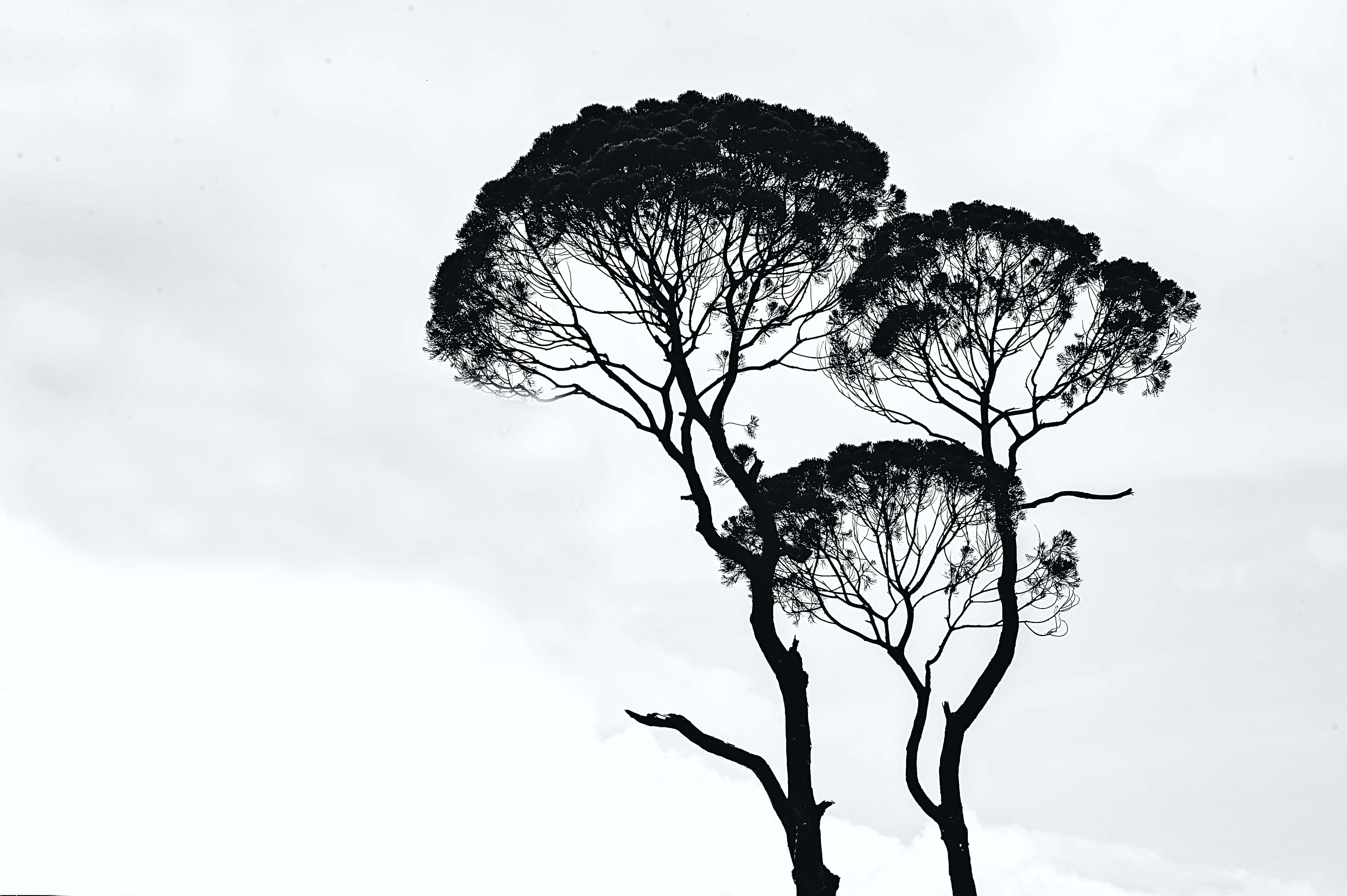 Abstract Black and White Drawing, silhouetted pine trees, intricate branches, 4K Desktop Wallpaper