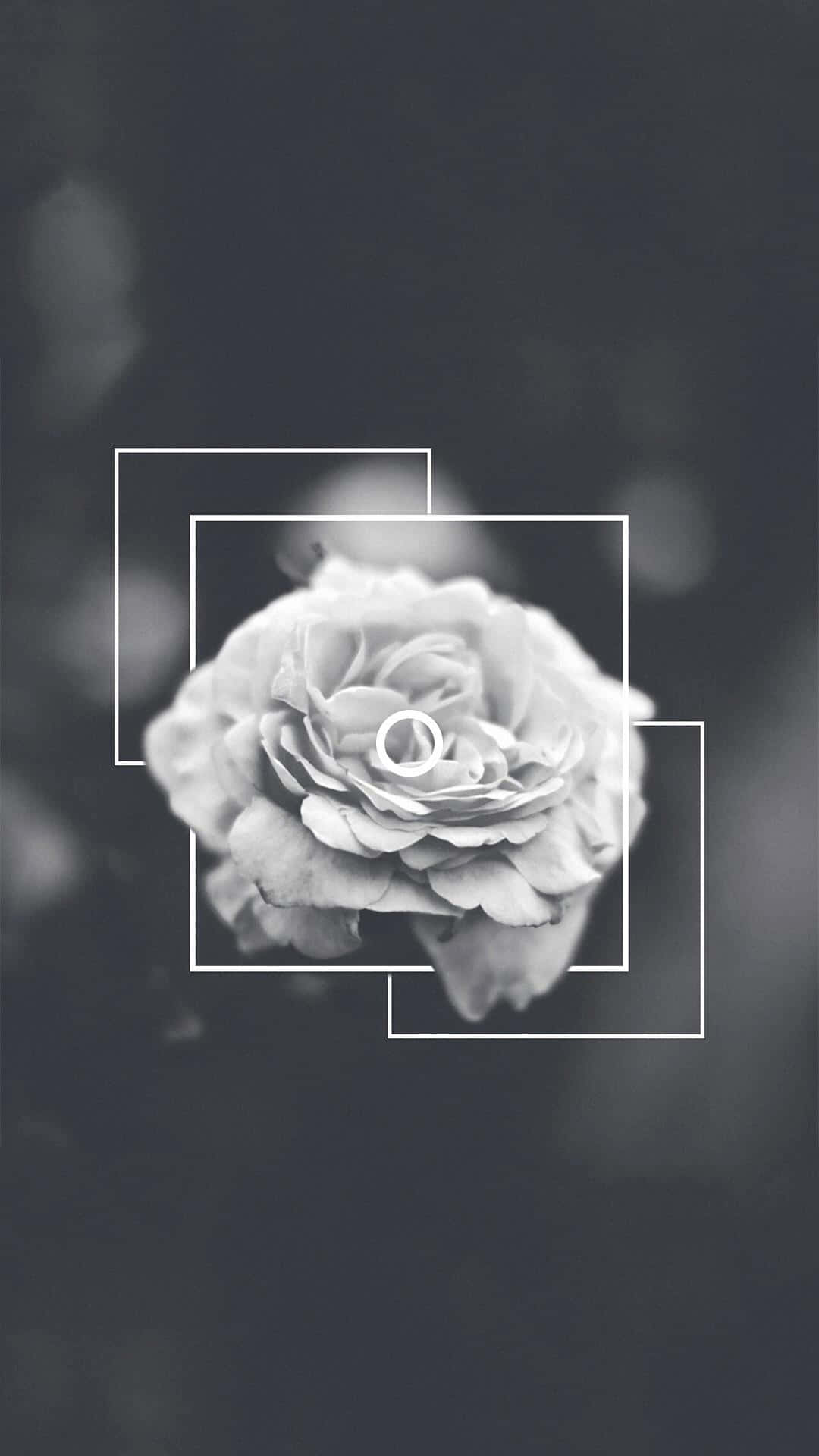 Rose Flower, Black And White Aesthetic Phone, geometric frames, Full HD Phone Wallpaper