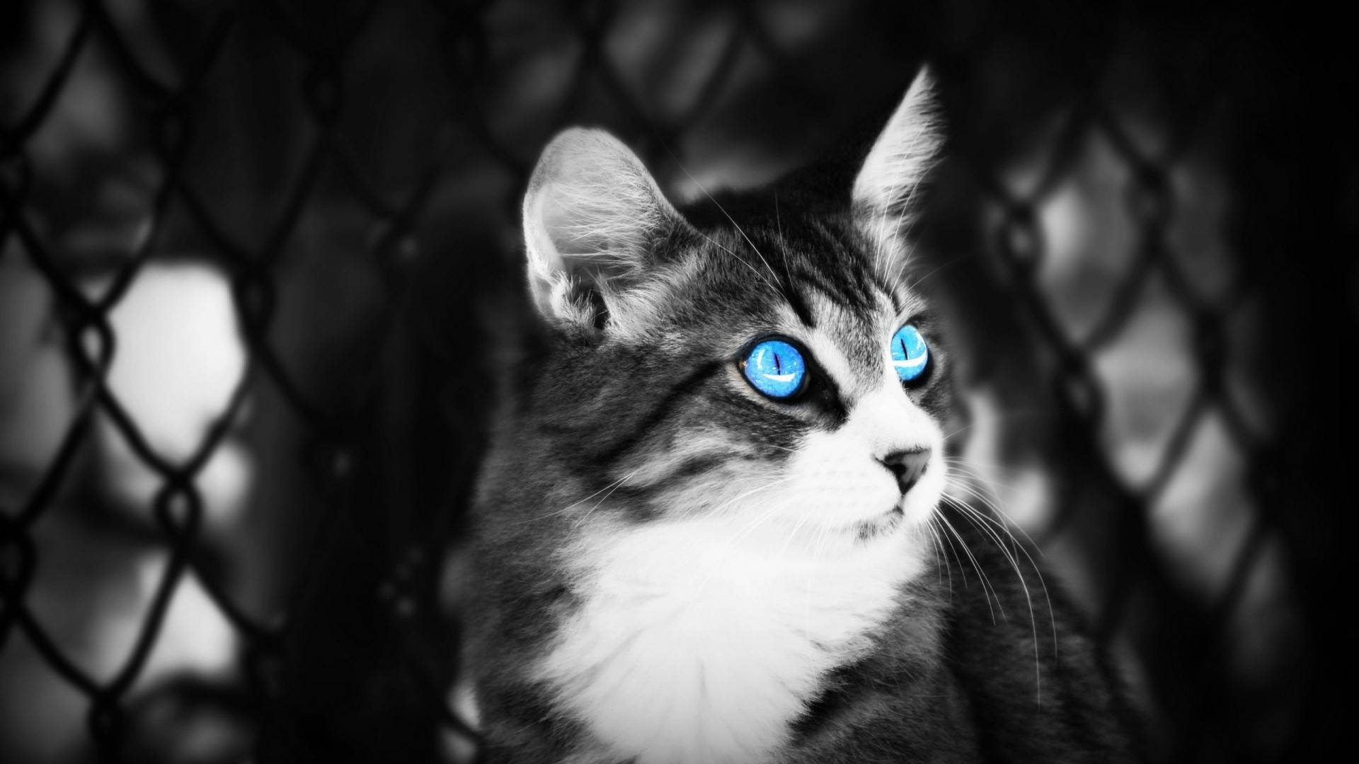 tabby cat, glowing blue eyes, chain-link fence, Full HD Desktop Wallpaper