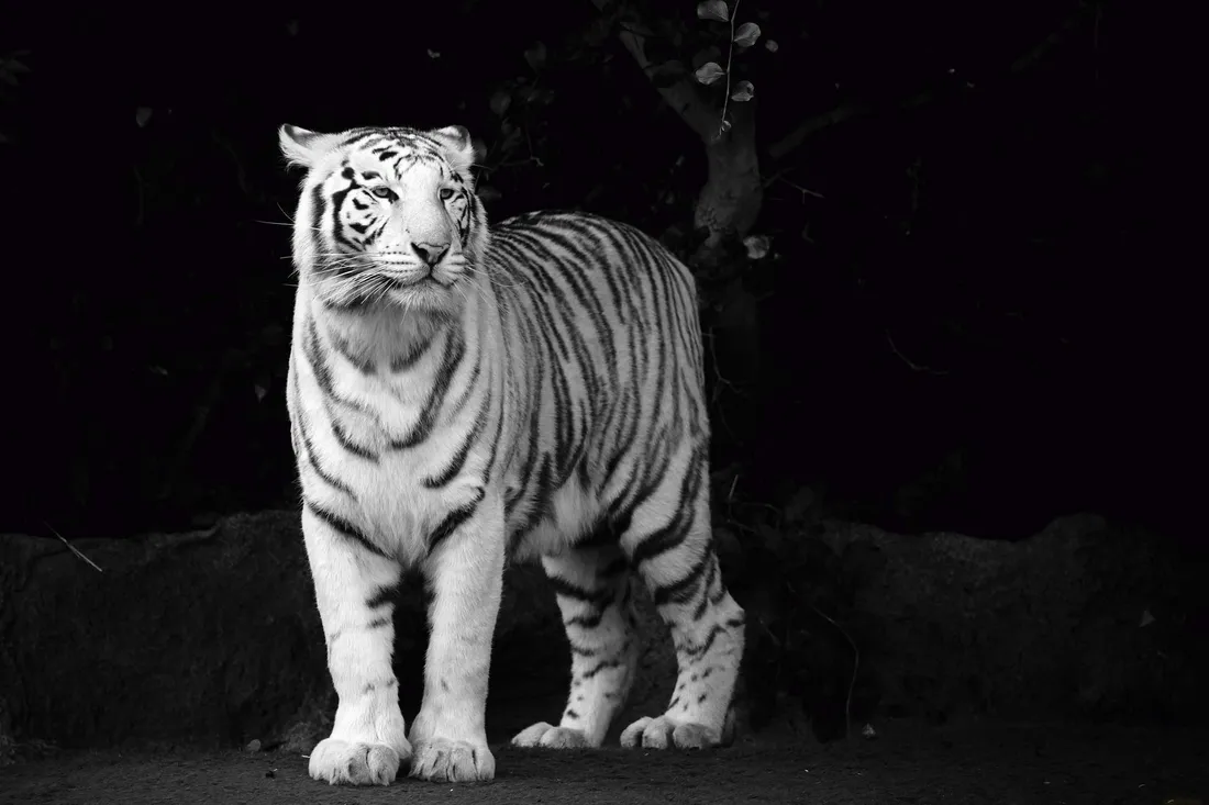 Black And White Animal