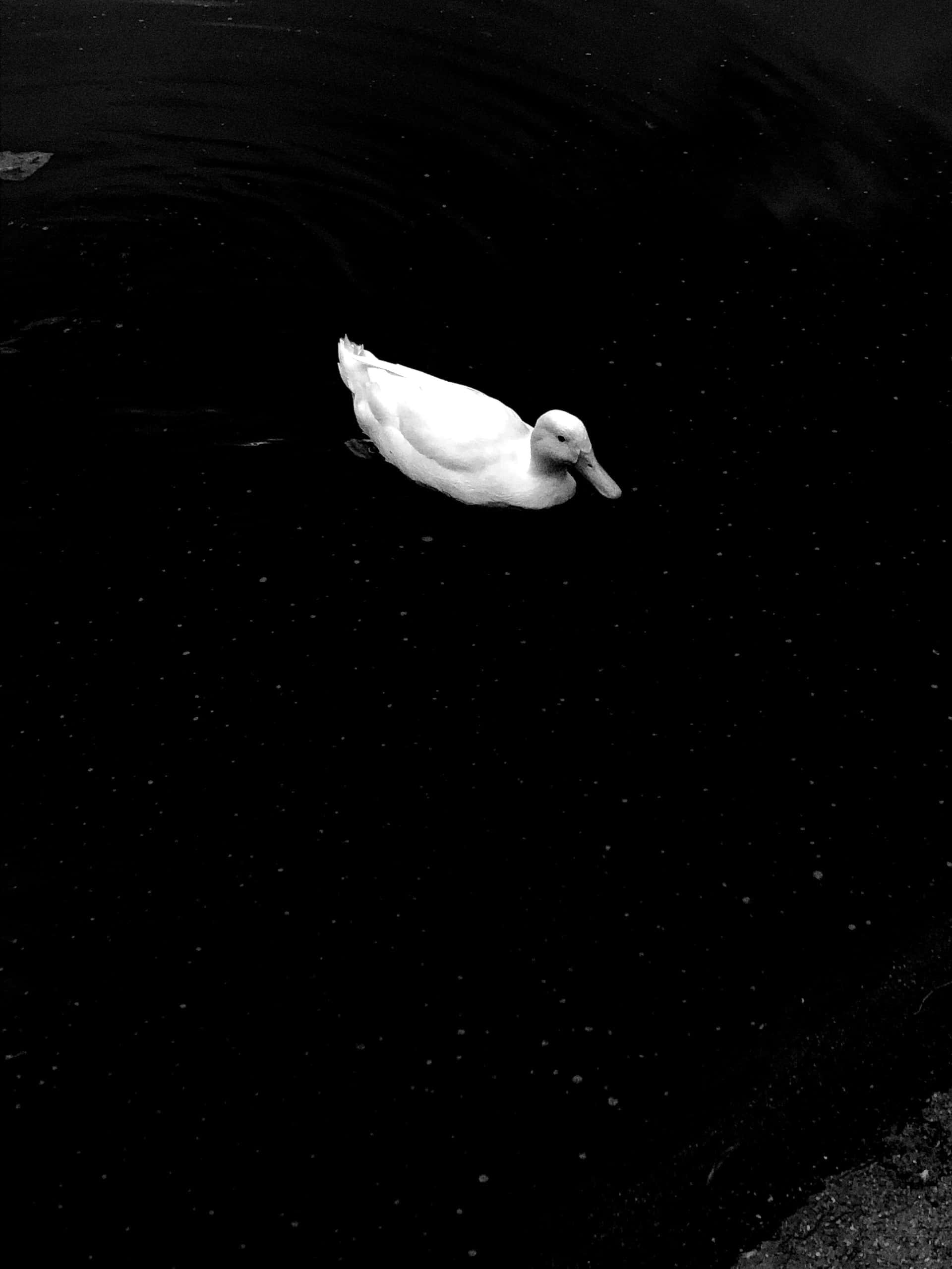 white duck, starkly dark, rippling water surface, 2K Phone Wallpaper