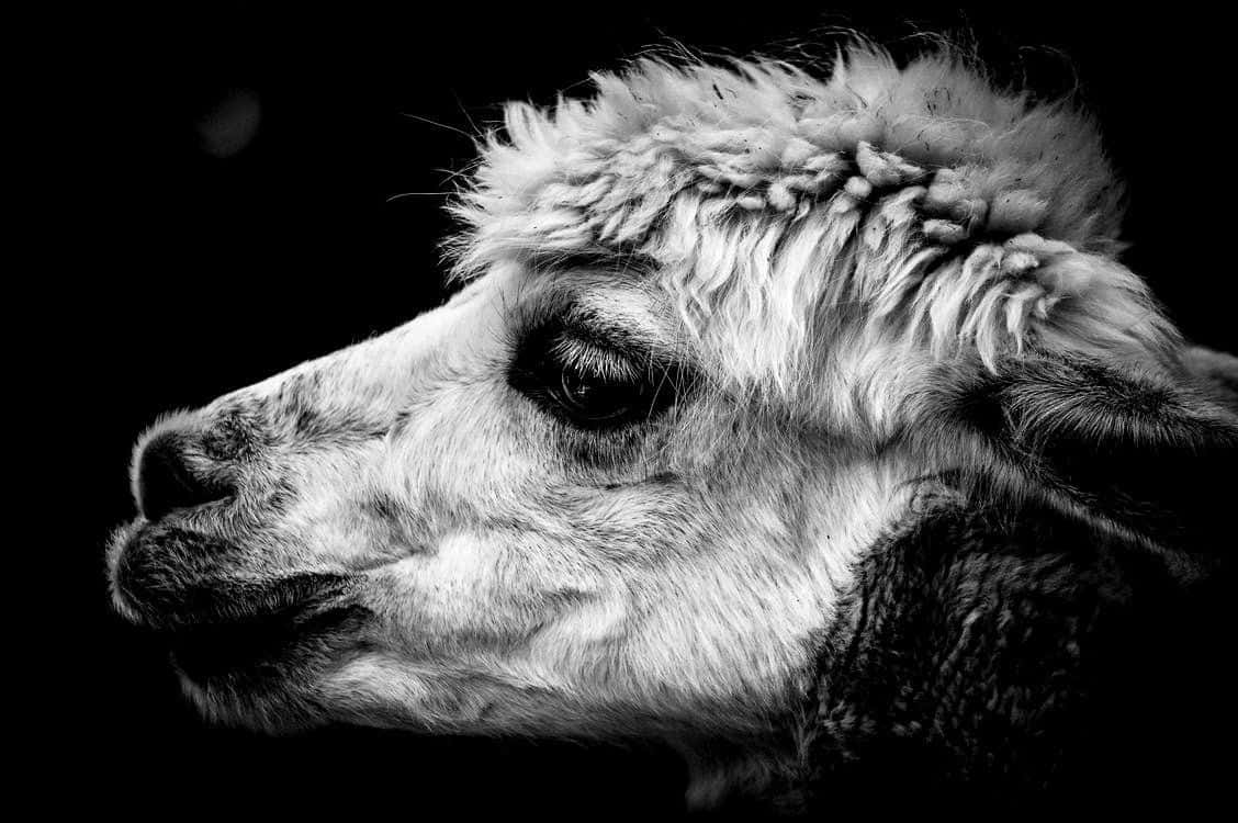 alpaca, black and white, close-up, SD Desktop Wallpaper