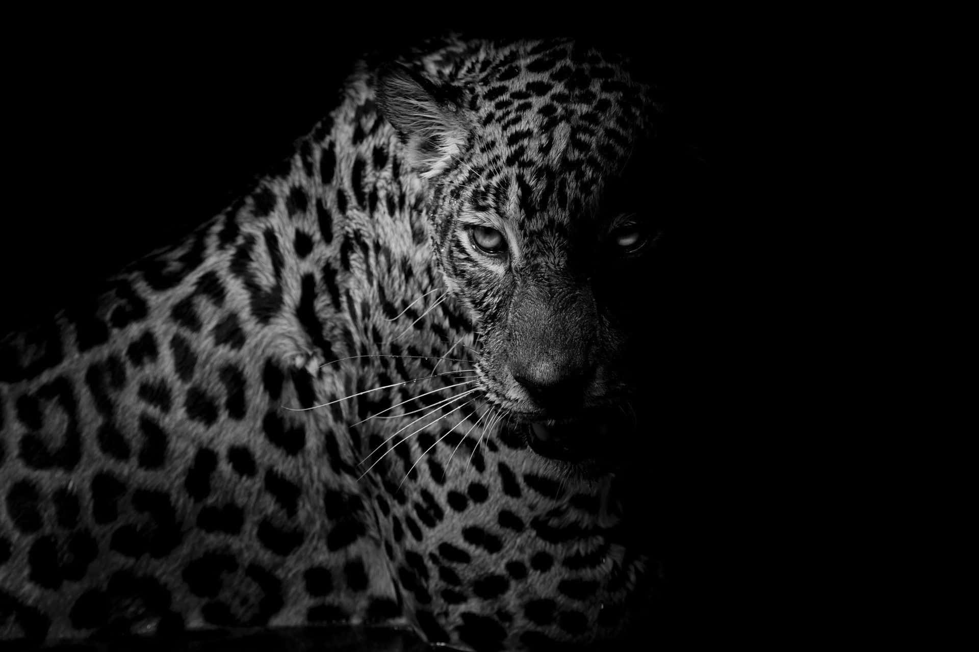 black and white animal, leopard, intense eyes, Full HD Desktop Wallpaper