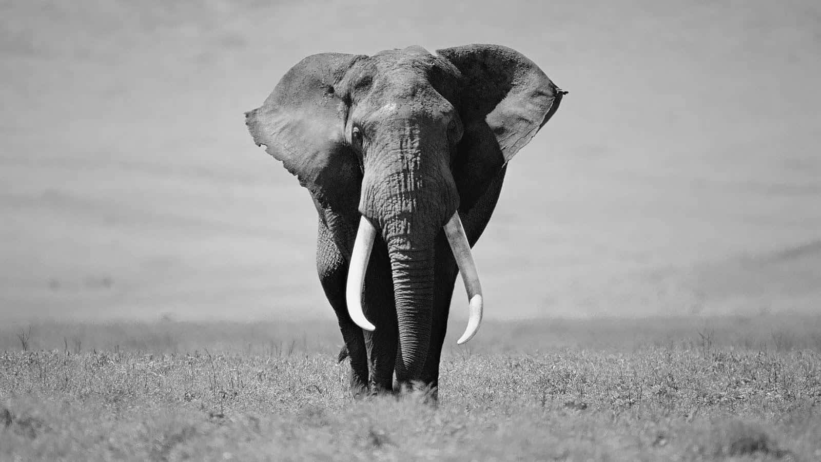 elephant, grassy plain, black and white photograph, HD Desktop Wallpaper