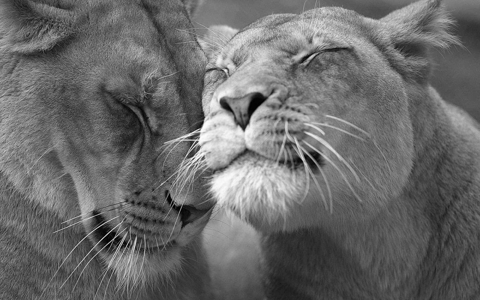 black and white animal, lion, close-up, HD Desktop Wallpaper