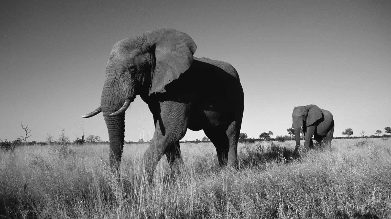 black and white photograph, two elephants, tall grass, HD Desktop Wallpaper