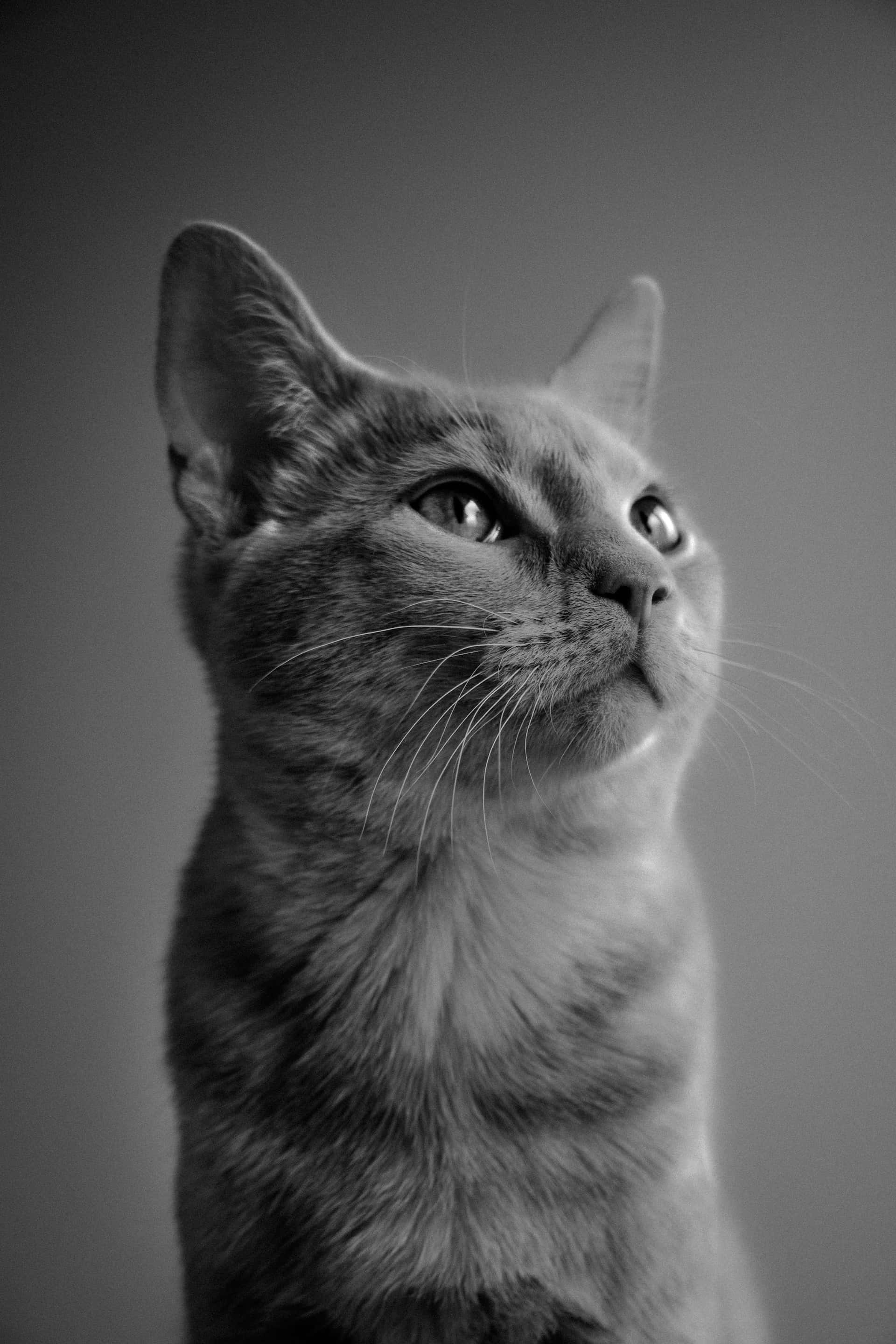 black and white animal, cat, intense eyes, 2K Phone Wallpaper