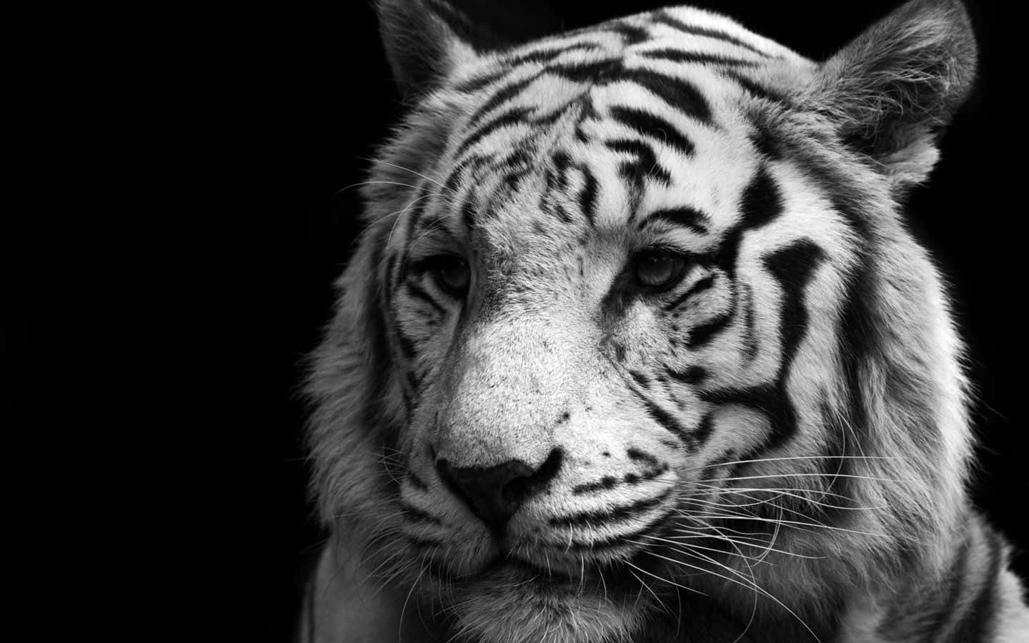 tiger, black and white close-up, intense gaze, HD Desktop Wallpaper