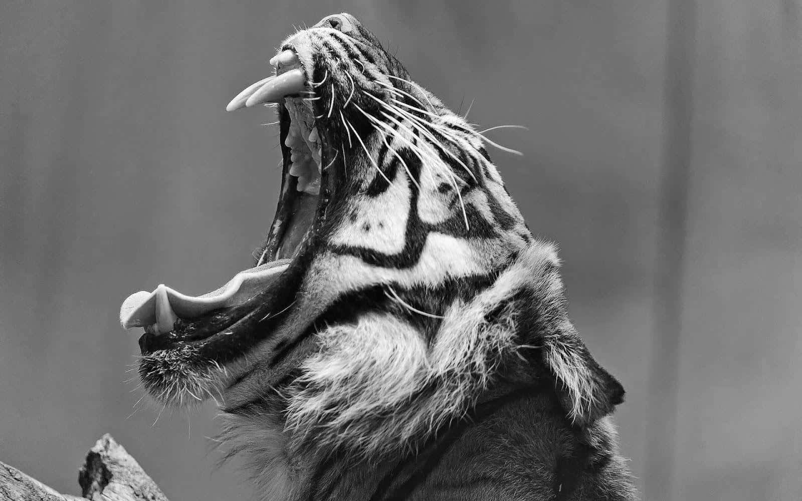 tiger, black and white, close-up, HD Desktop Wallpaper