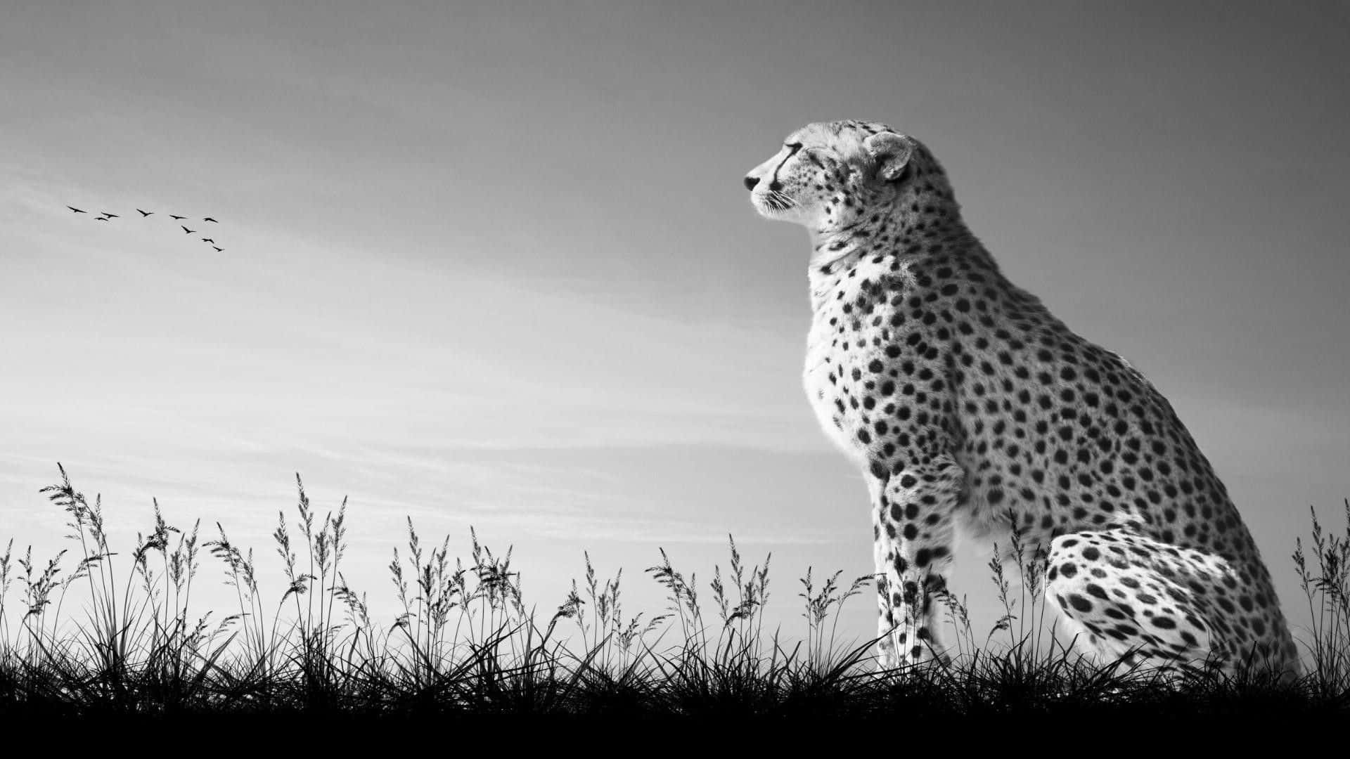 cheetah, tall grass, vast sky, Full HD Desktop Wallpaper