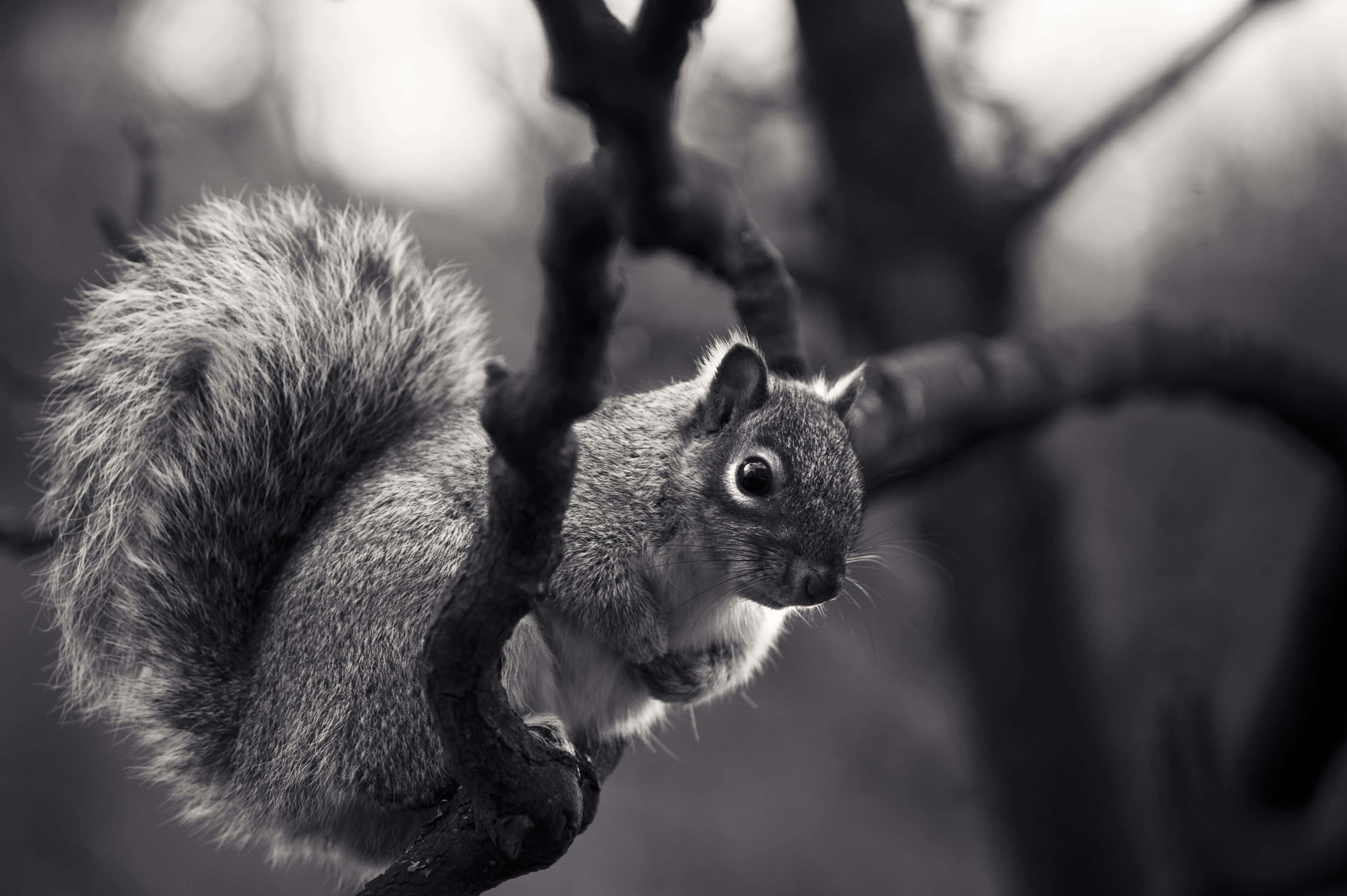 black and white animal, squirrel, tree branch, 2K Desktop Wallpaper