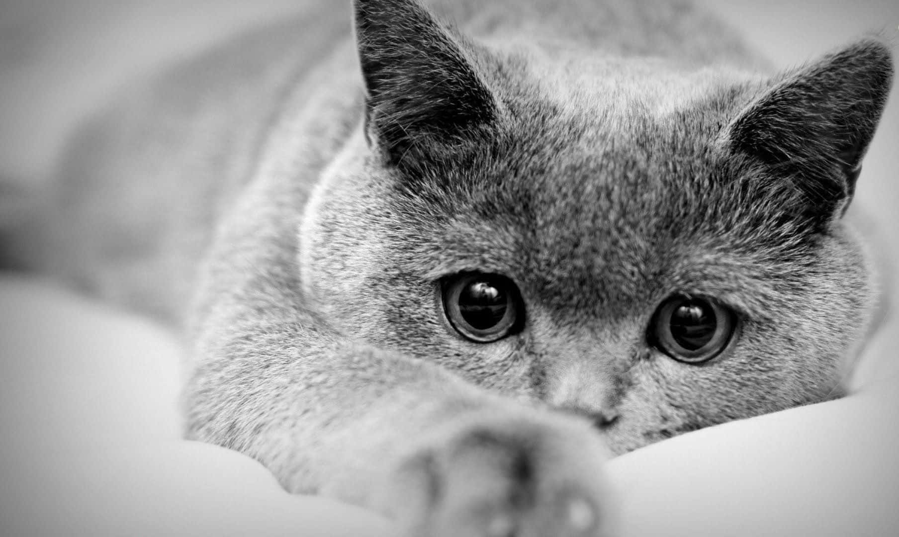 gray cat, close-up, black and white photo, HD Desktop Wallpaper