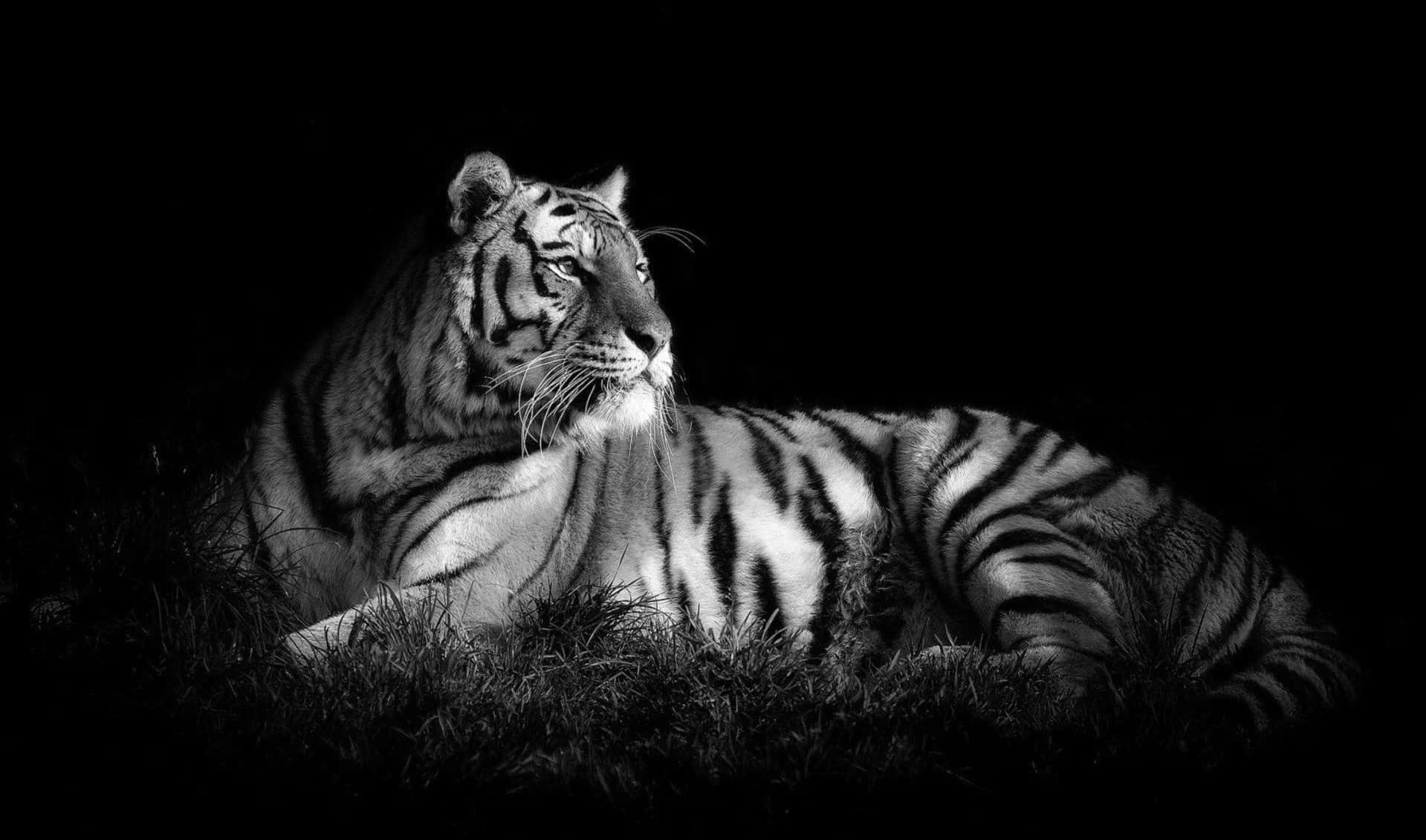 tiger, grass, dramatic black and white lighting, HD Desktop Wallpaper