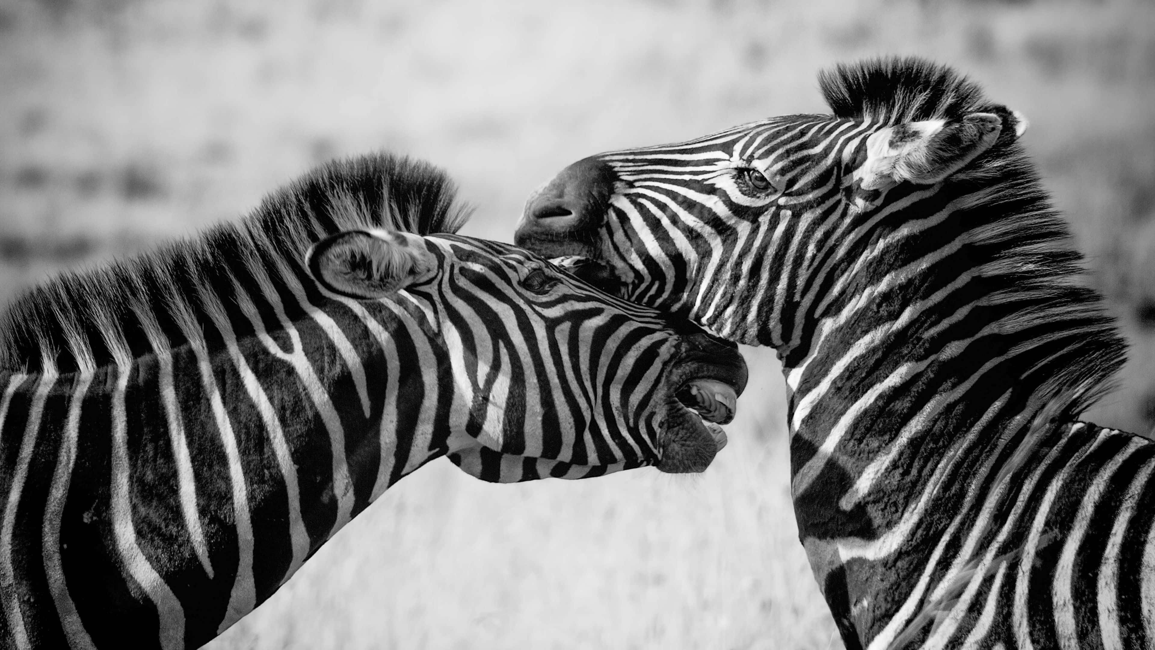 zebras, black and white close-up, soft blurred background, 4K Desktop Wallpaper