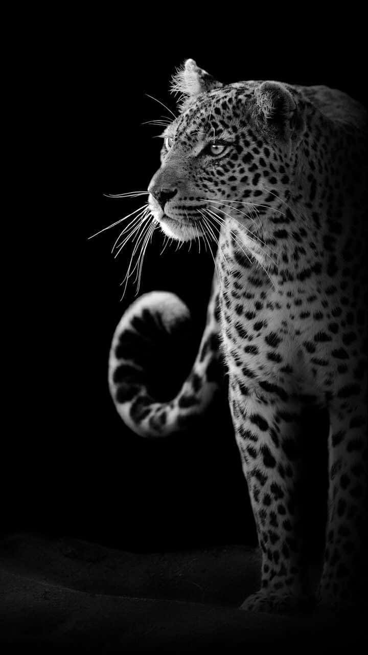 leopard, spotted coat, coiled tail, HD Phone Wallpaper