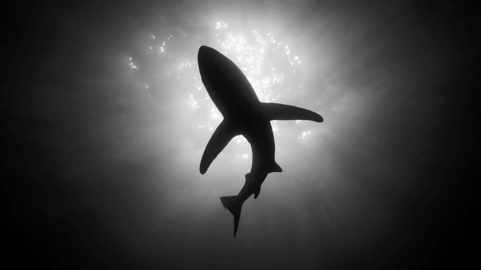 shark, silhouette, sunlit water, HD Desktop Wallpaper