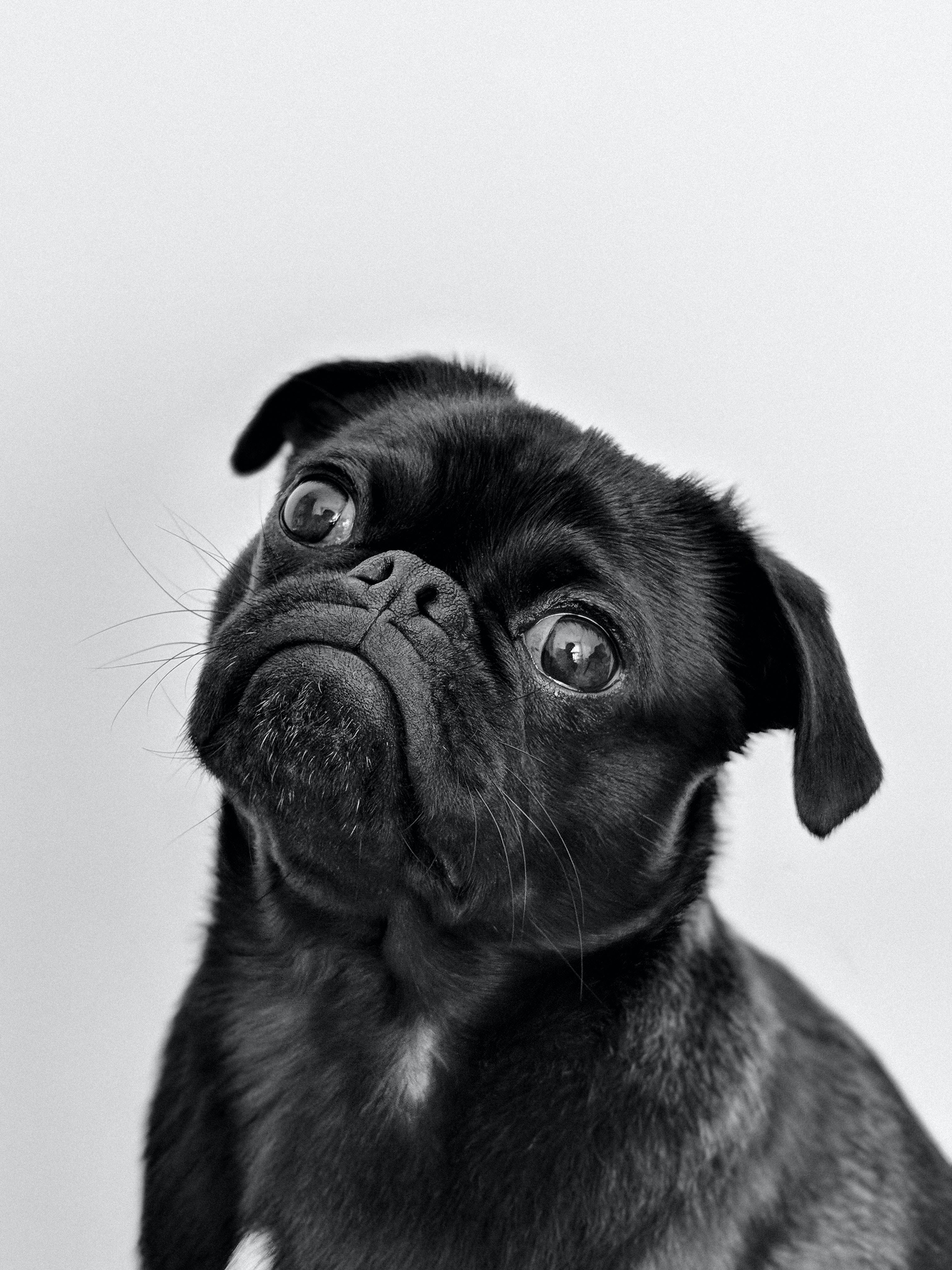 black pug, pug puppy, wide curious eyes, 4K Phone Wallpaper