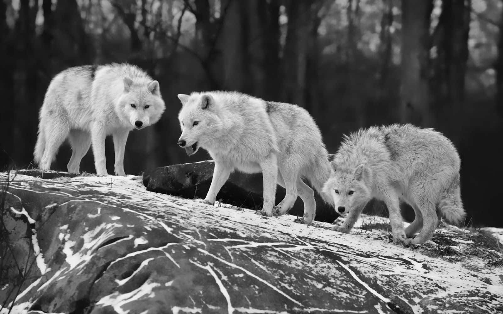 white wolves, snow-dusted rock, black and white forest scene, HD Desktop Wallpaper