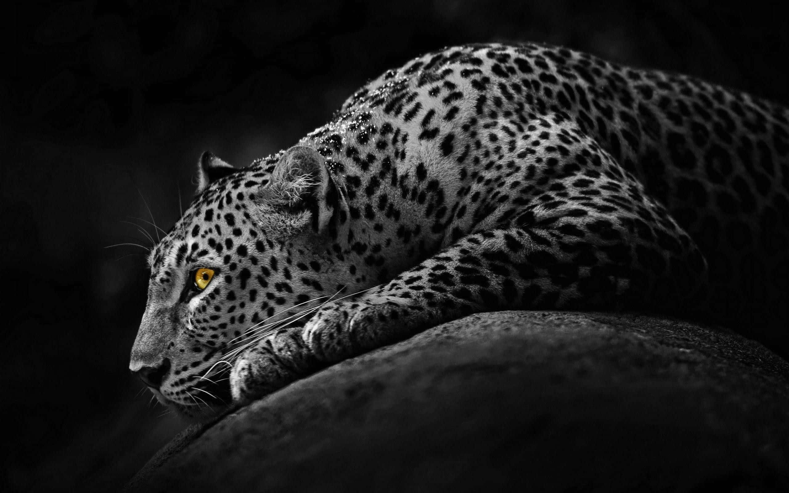 leopard, rock, piercing yellow eyes, 2K Desktop Wallpaper