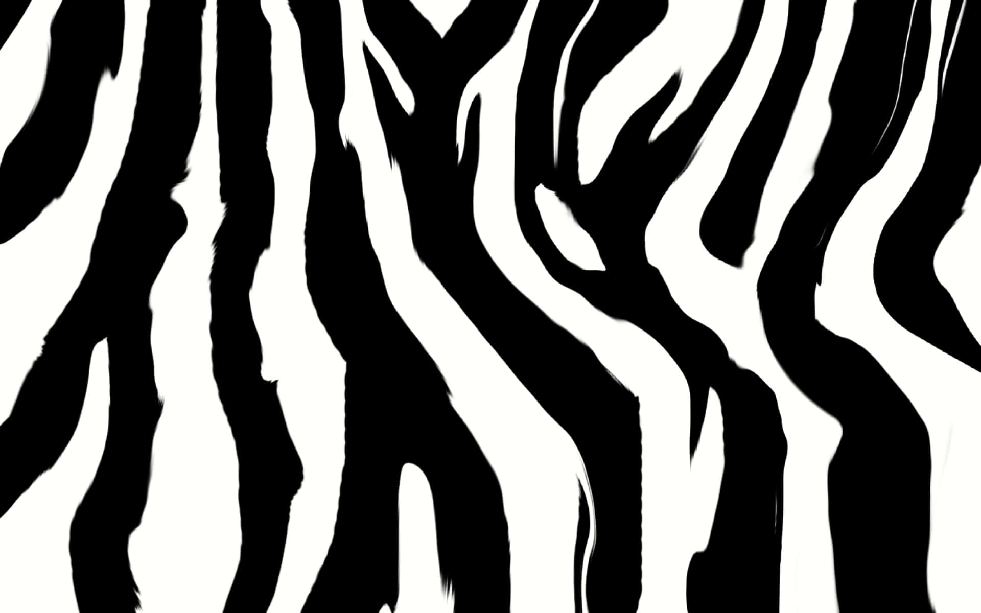 zebra print, black and white zebra stripe pattern, high contrast, Full HD Desktop Wallpaper