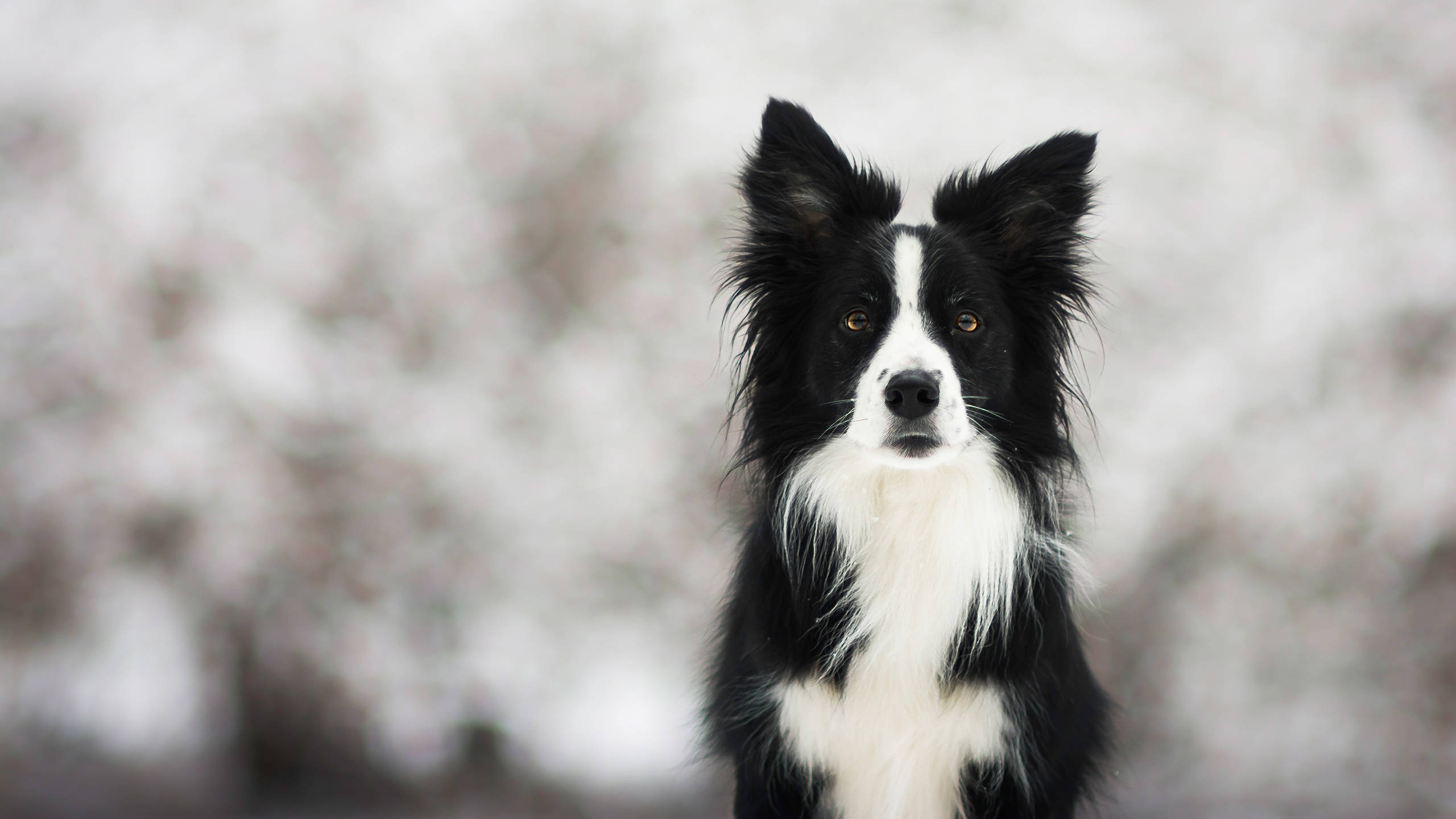 border collie, black and white, amber eyes, 2K Desktop Wallpaper